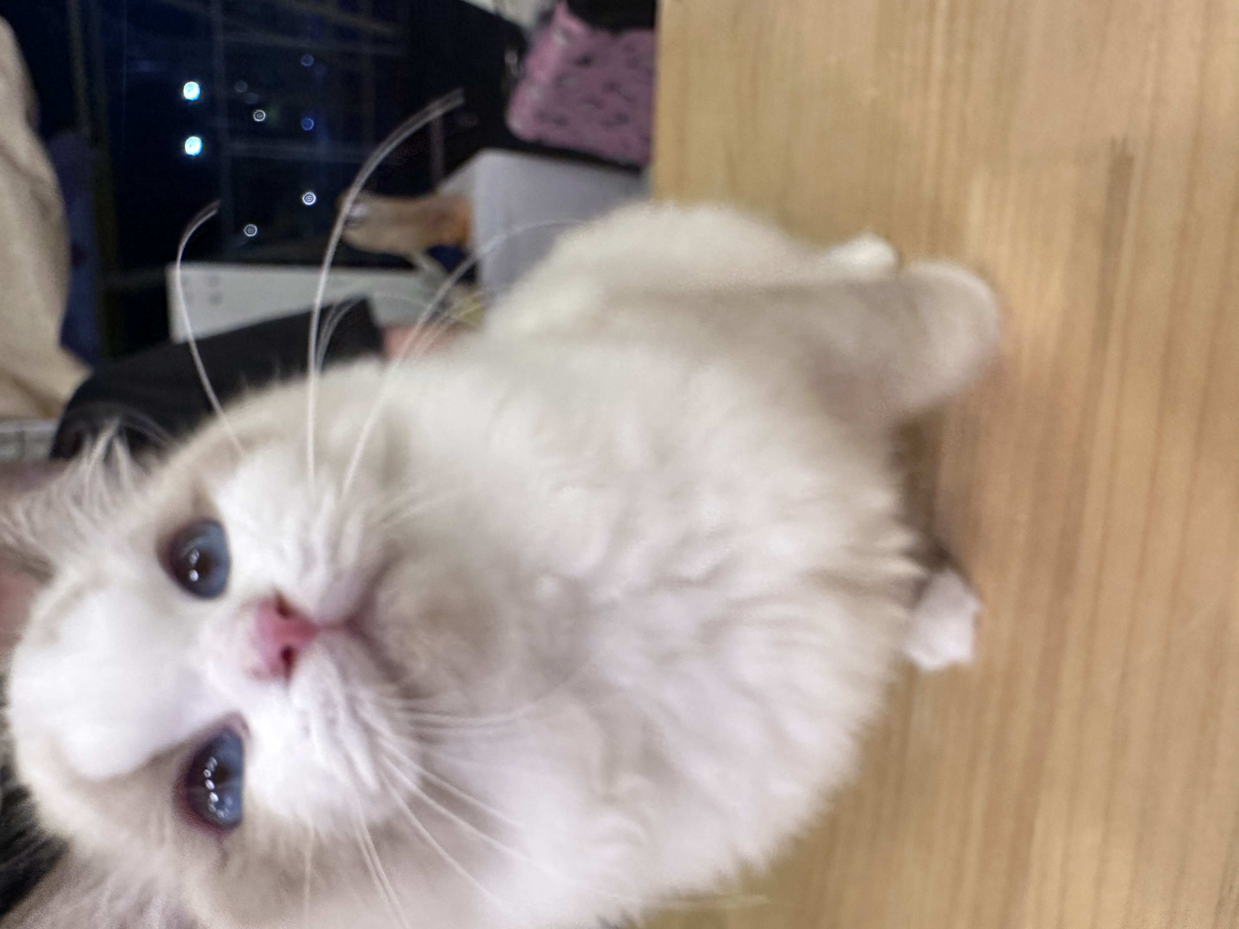 Ragdoll（布偶猫） Cat 2