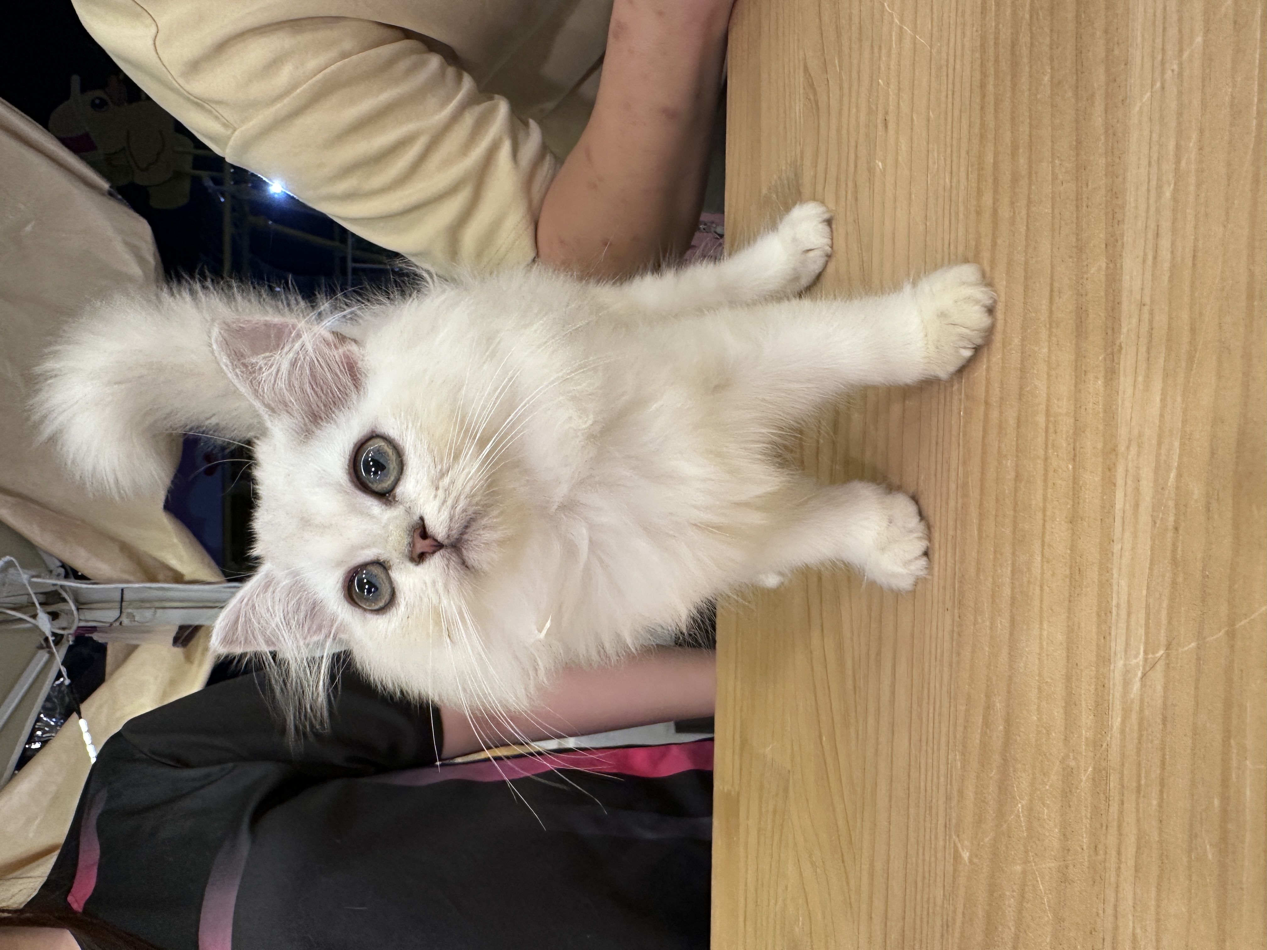 Ragdoll（布偶猫） Cat 2