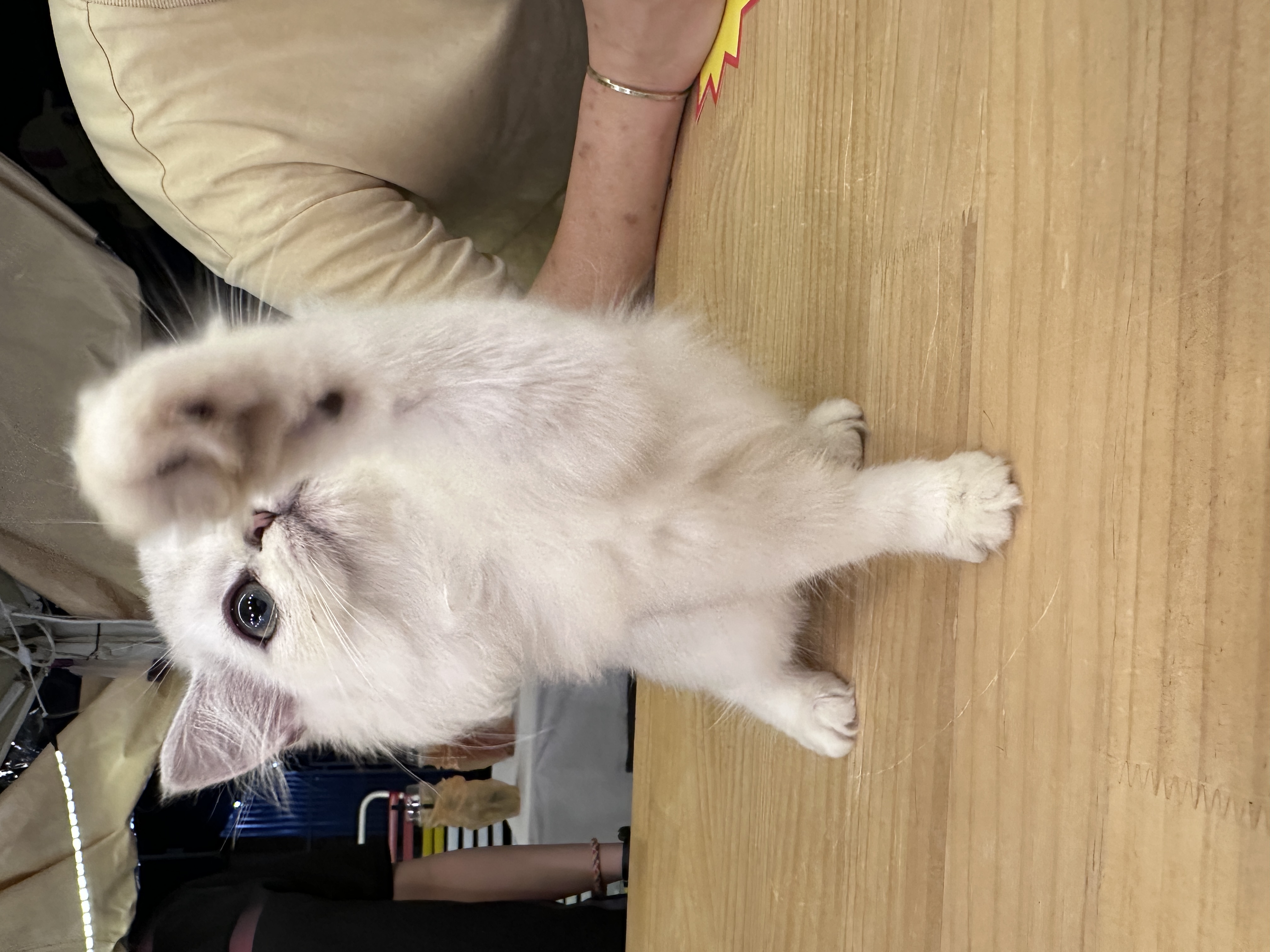 Ragdoll(布偶猫) Cat