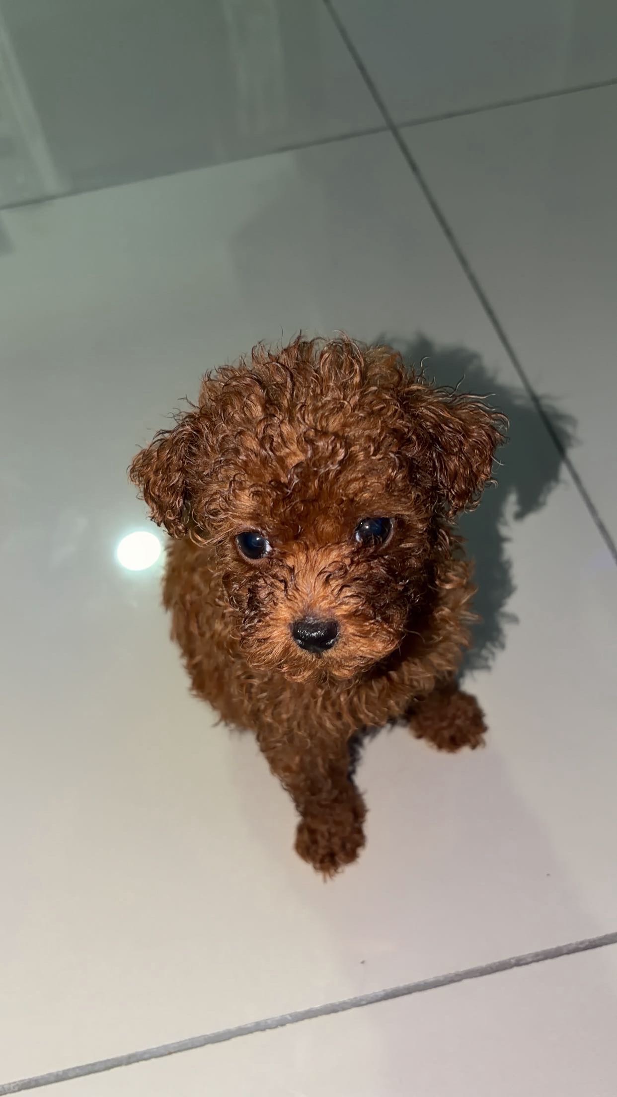 Poodle (Teddy)(贵宾犬/泰迪) Dog