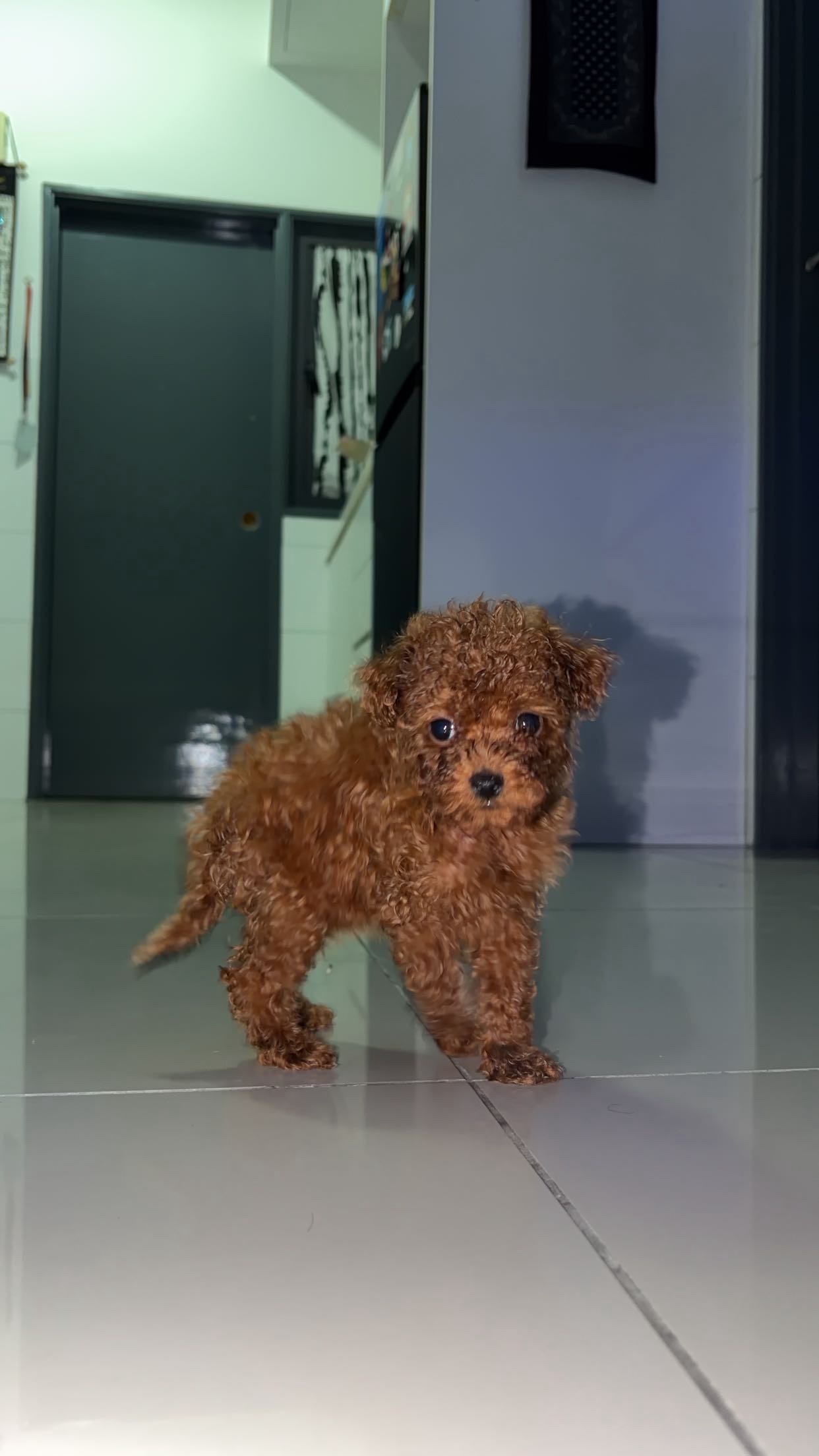 Poodle (Teddy)(贵宾犬/泰迪) Dog 2
