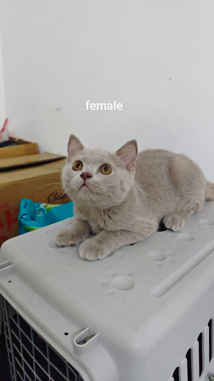 British Shorthair(英国短毛猫) Cat