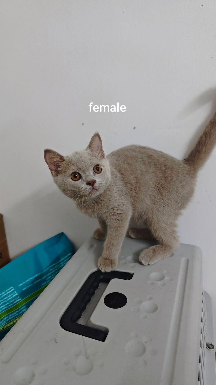 British Shorthair（英国短毛猫） Cat 2
