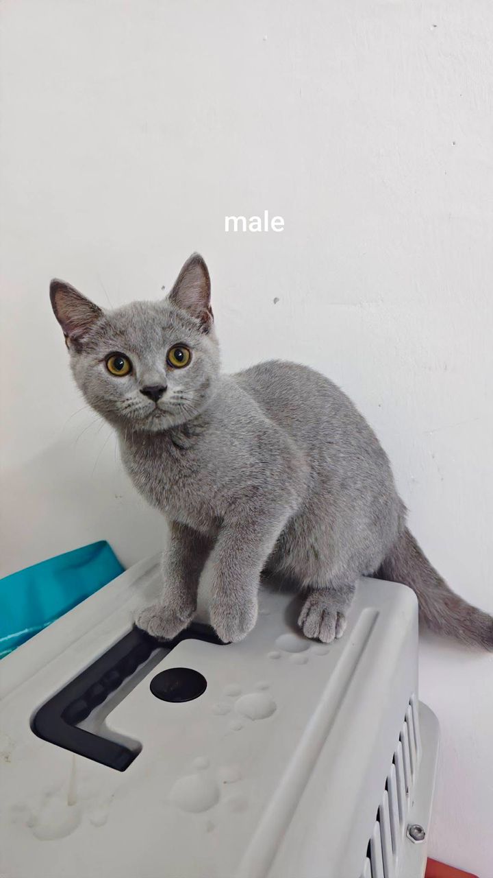 British Shorthair（英国短毛猫） Cat 3