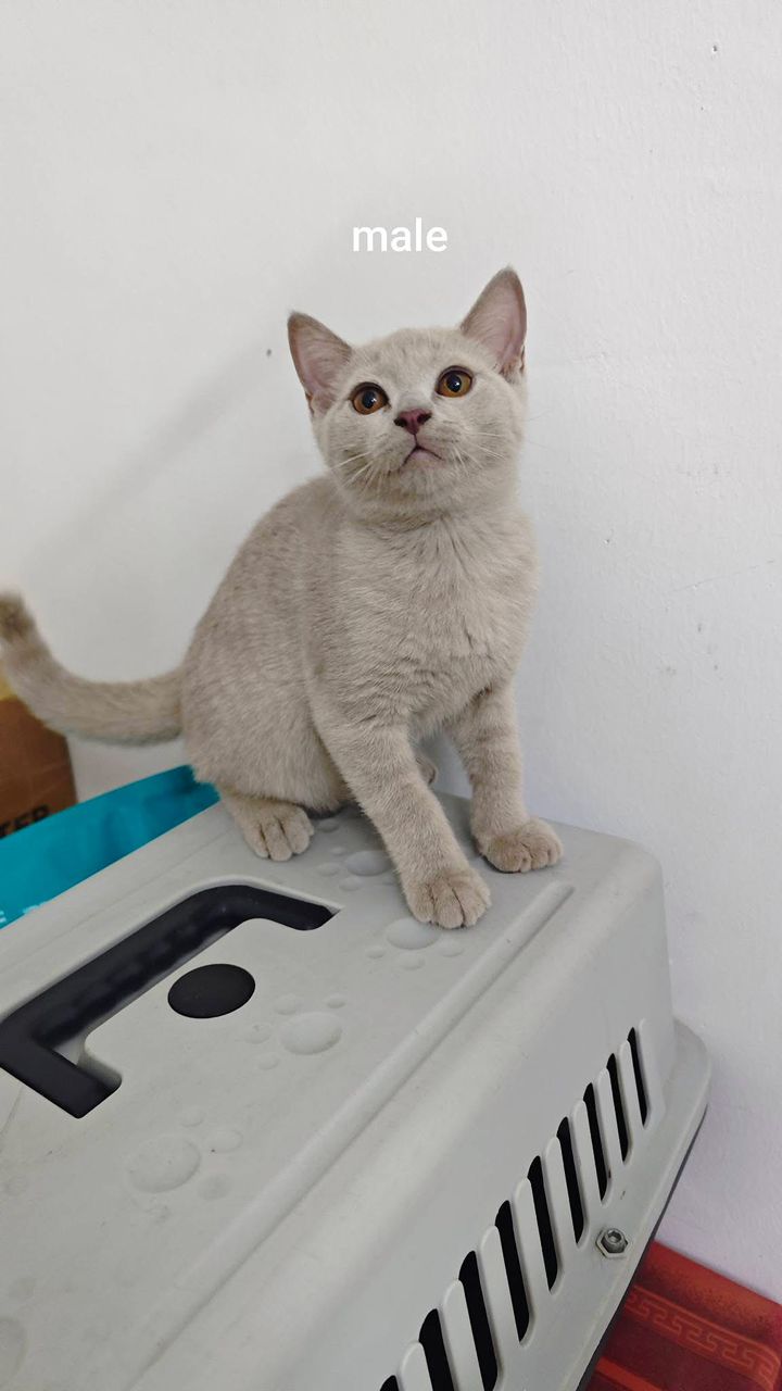 British Shorthair（英国短毛猫） Cat 4
