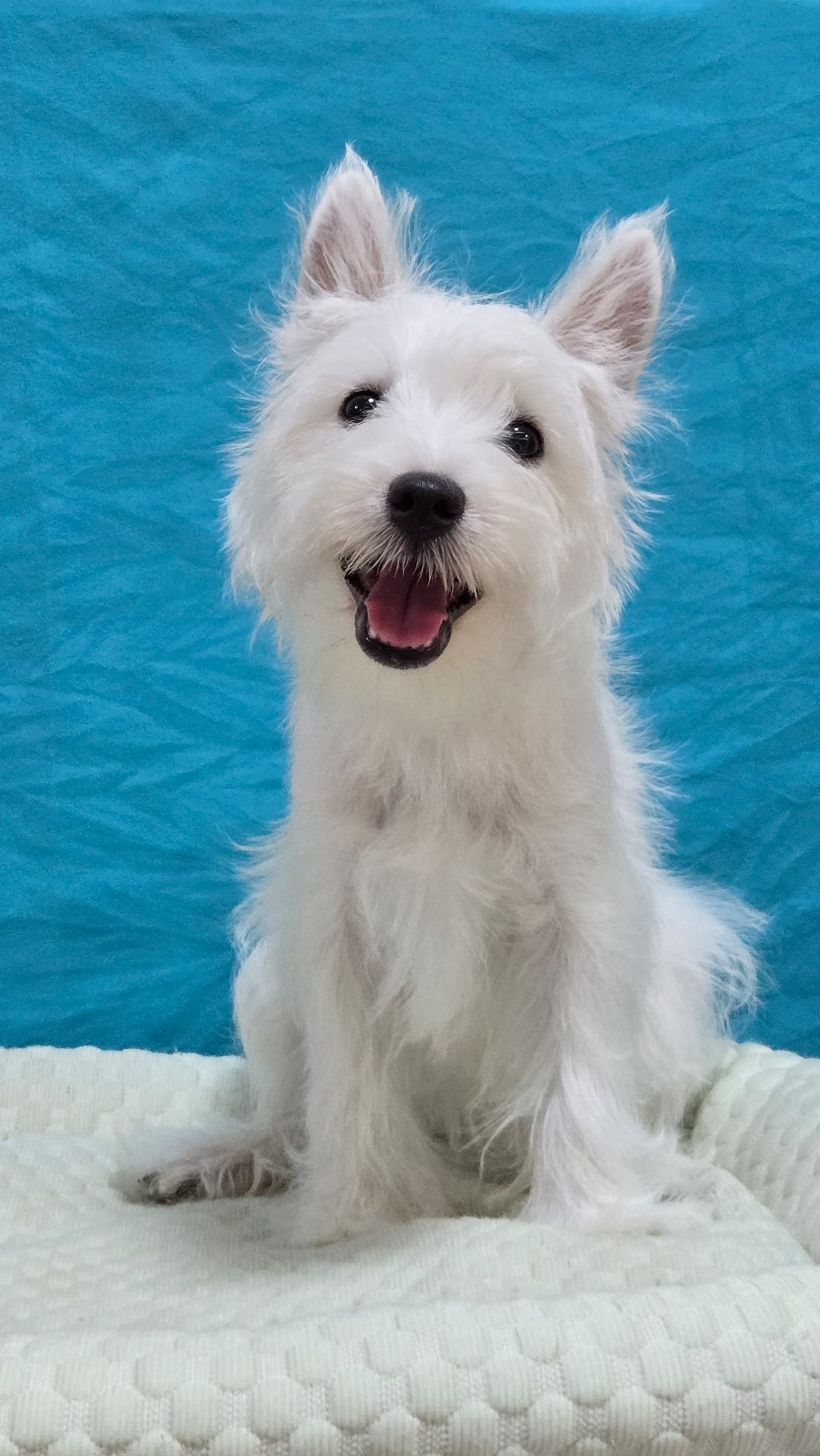 West highland terrier (西高地梗犬) Dog