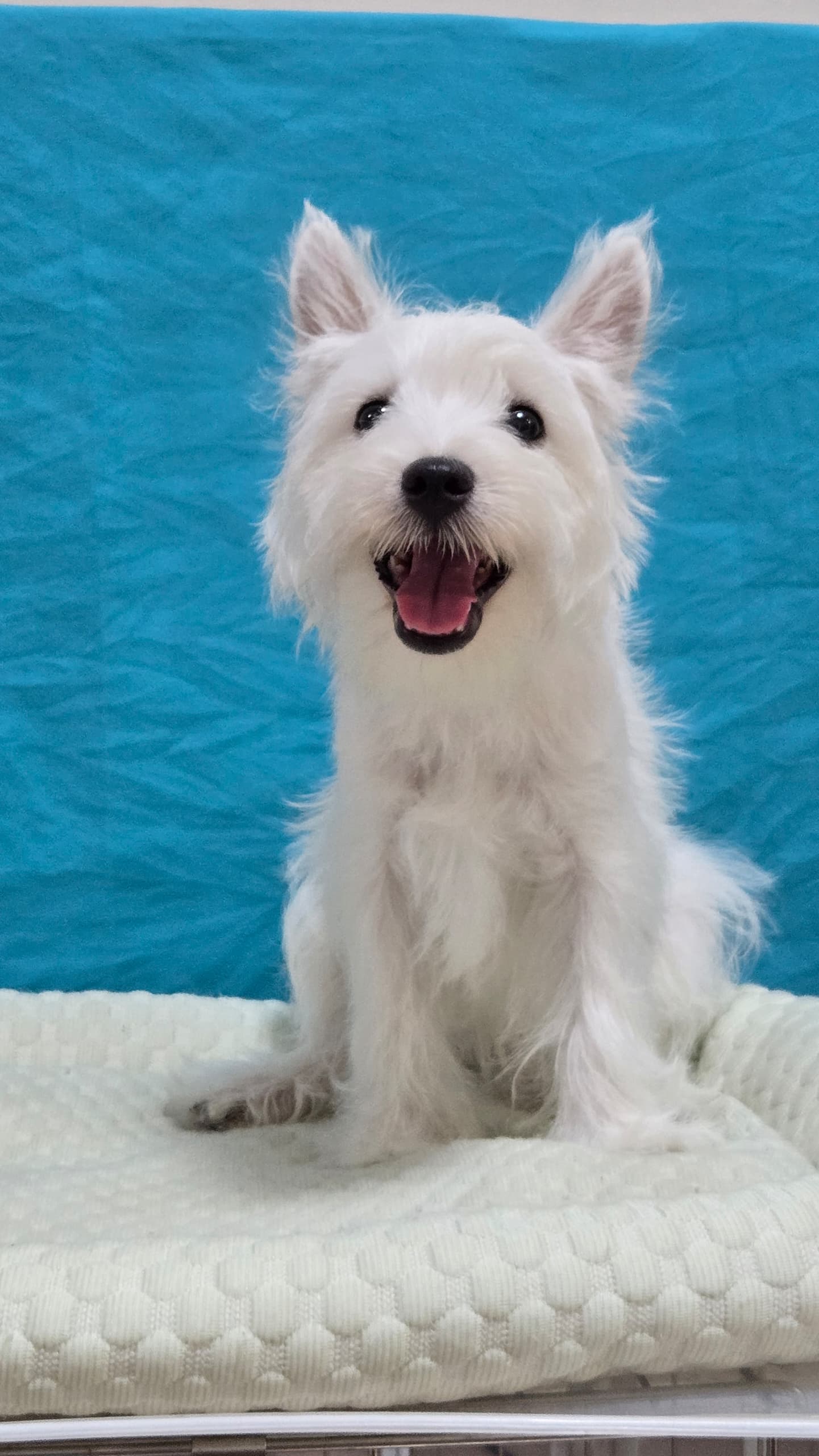 West highland terrier （西高地梗犬） Dog 3