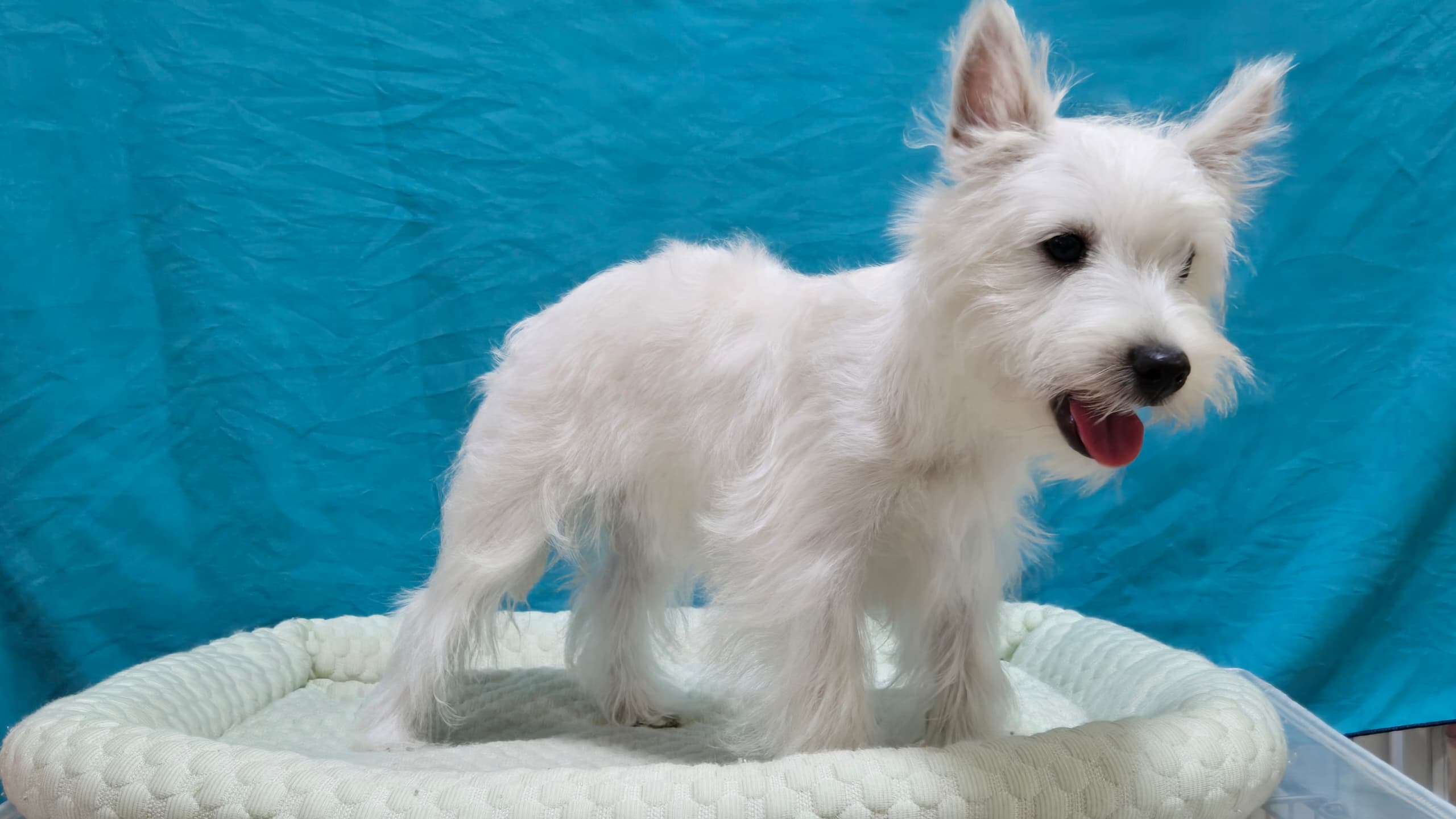 West highland terrier （西高地梗犬） Dog 2
