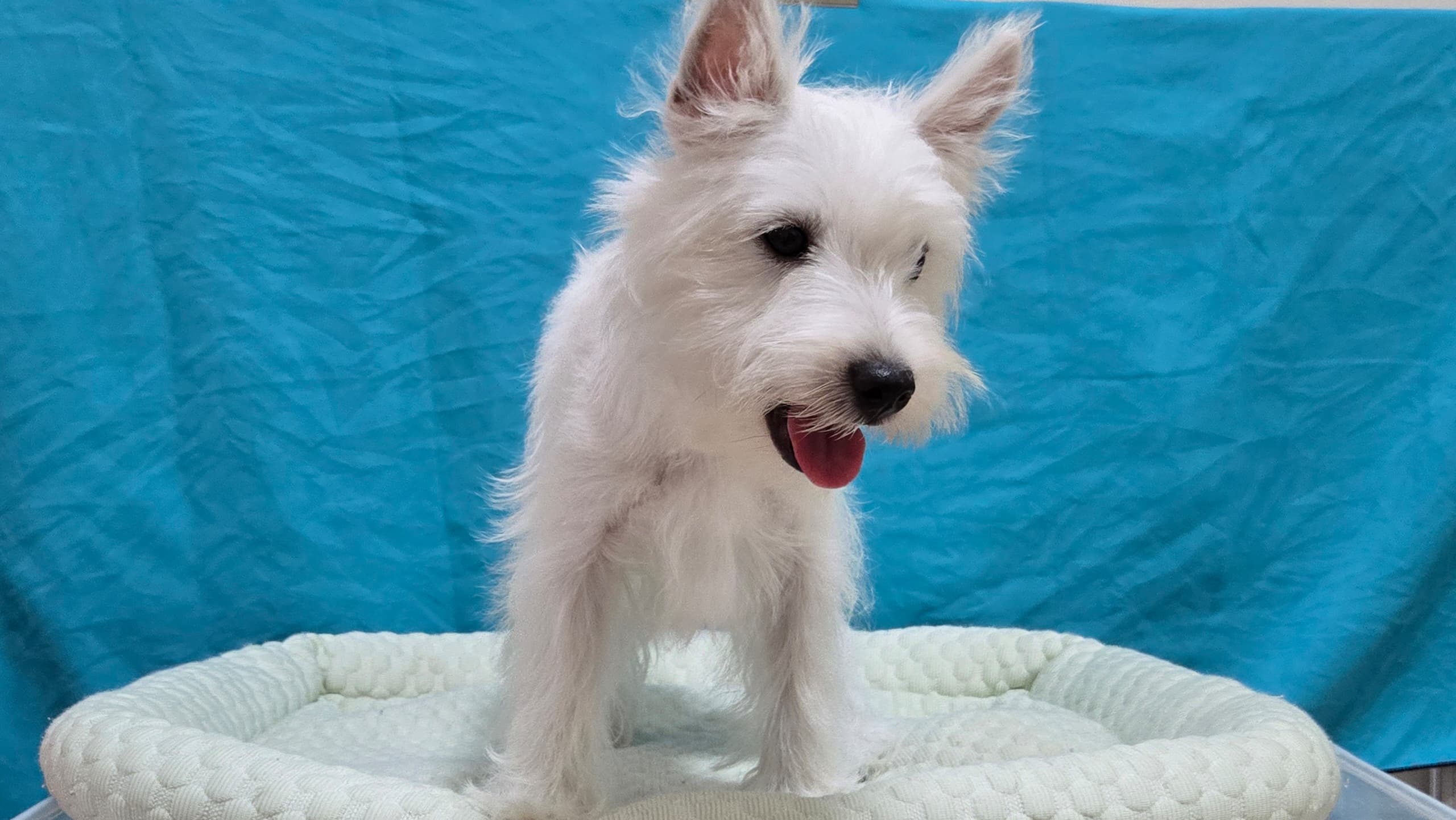 West highland terrier （西高地梗犬） Dog 4