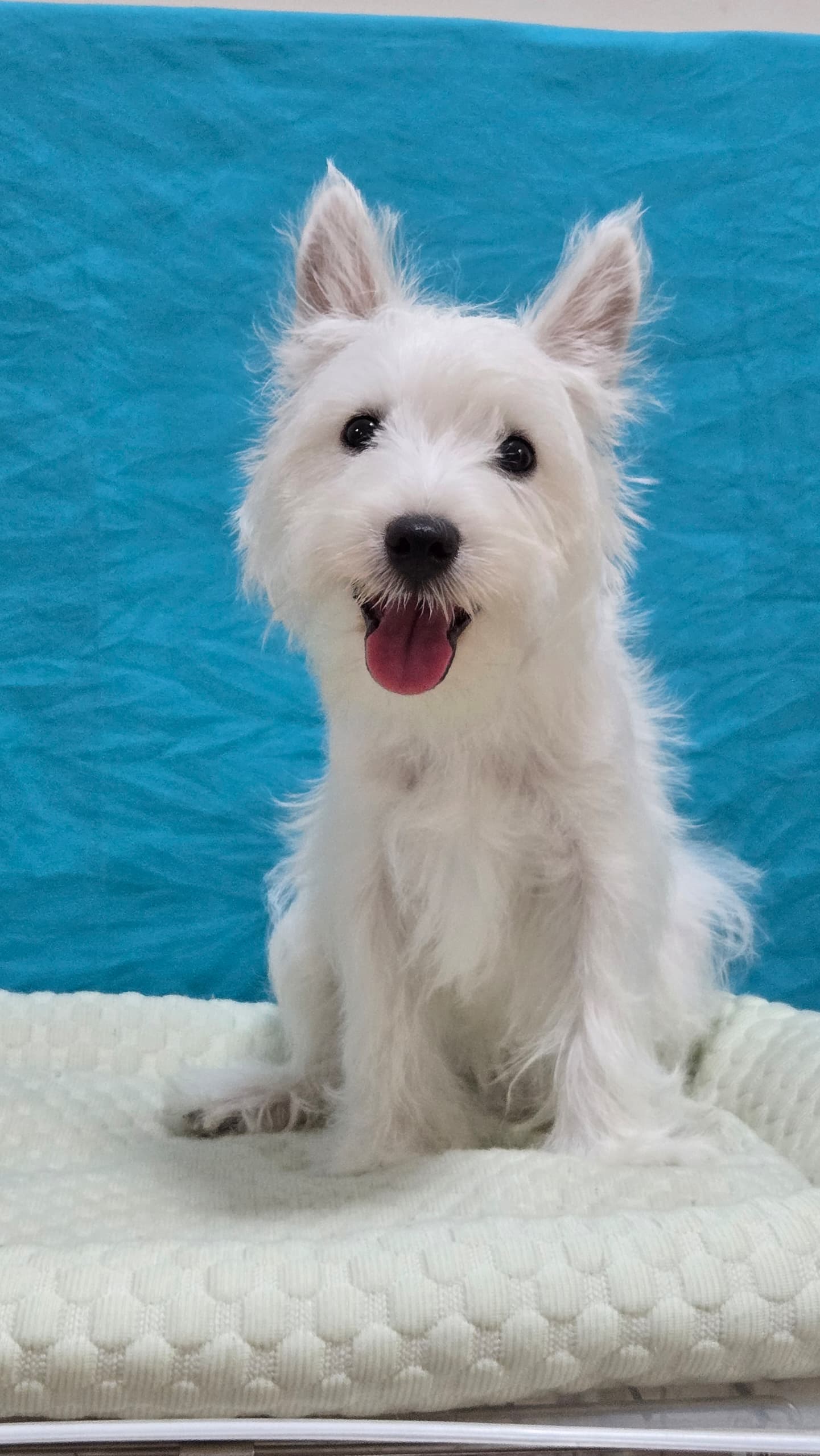 West highland terrier （西高地梗犬） Dog 5