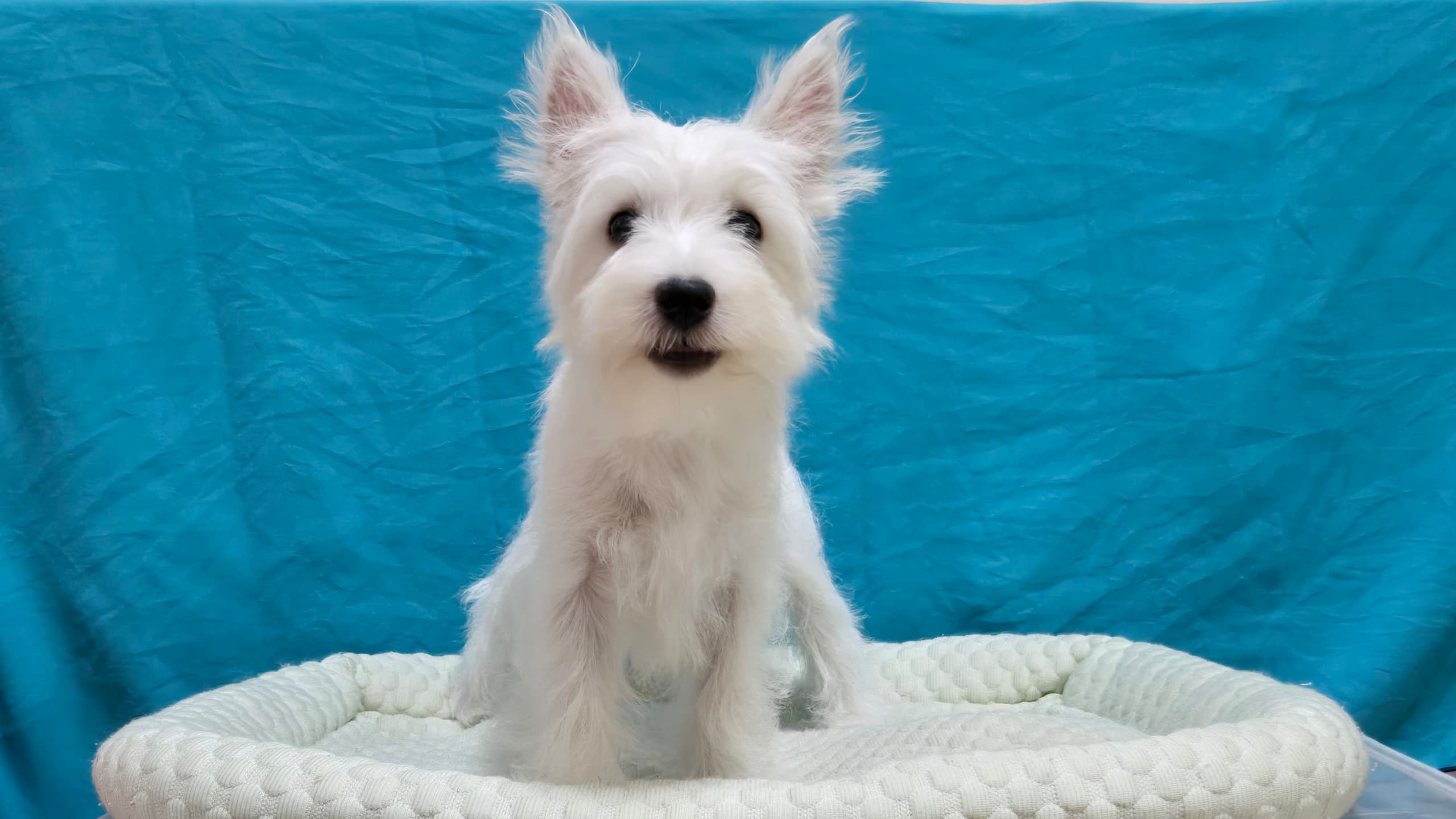 West highland terrier (西高地梗犬) Dog