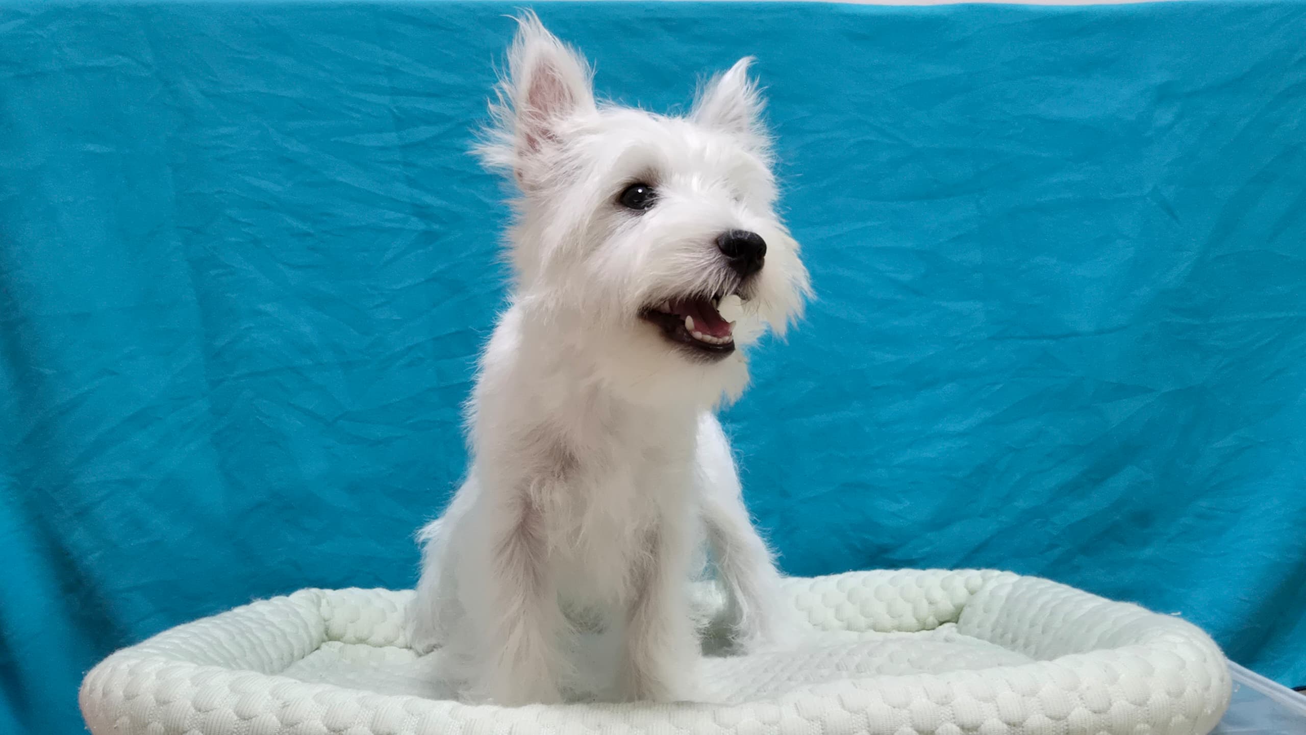 West highland terrier （西高地梗犬） Dog 5