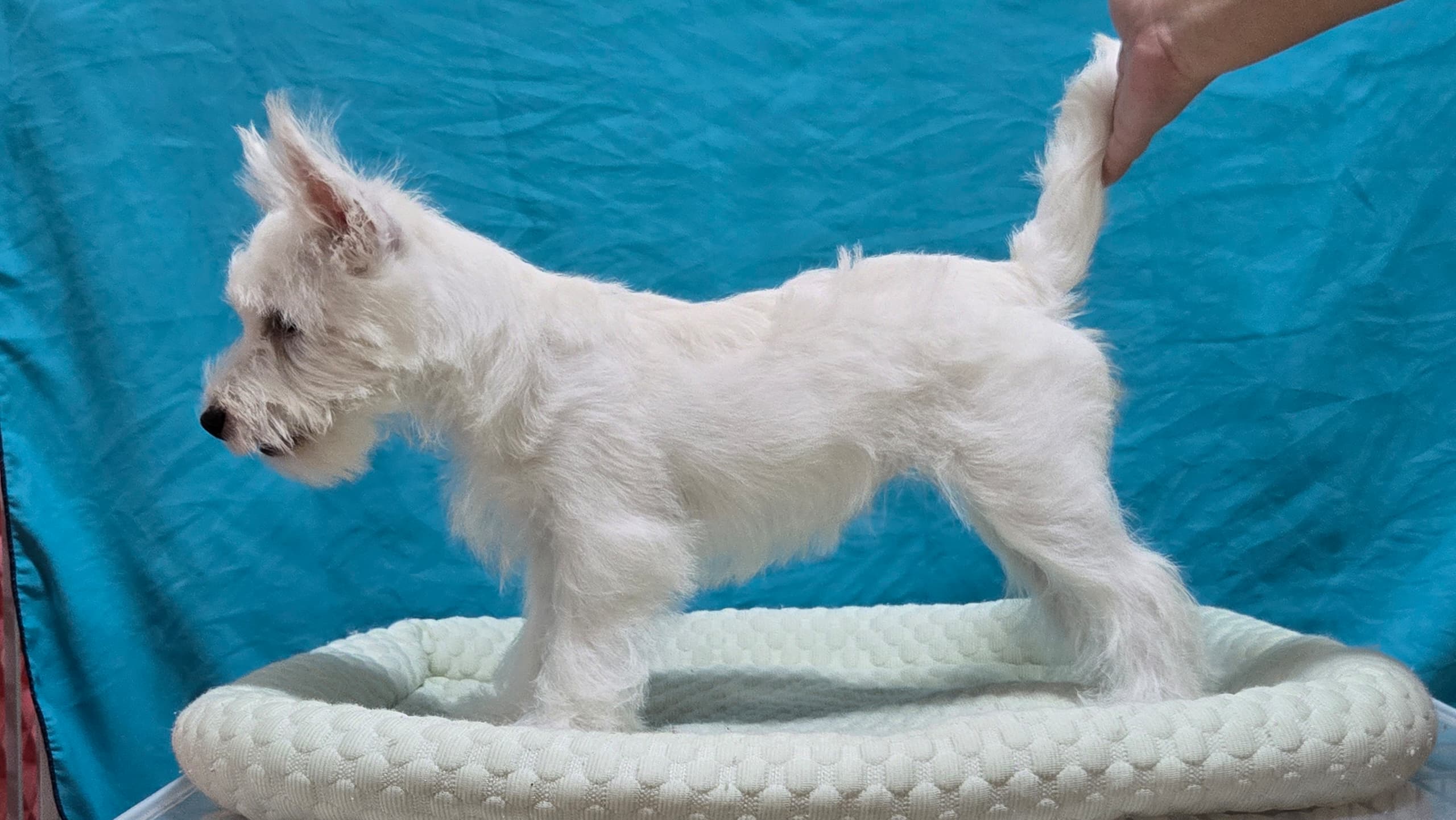 West highland terrier （西高地梗犬） Dog 4