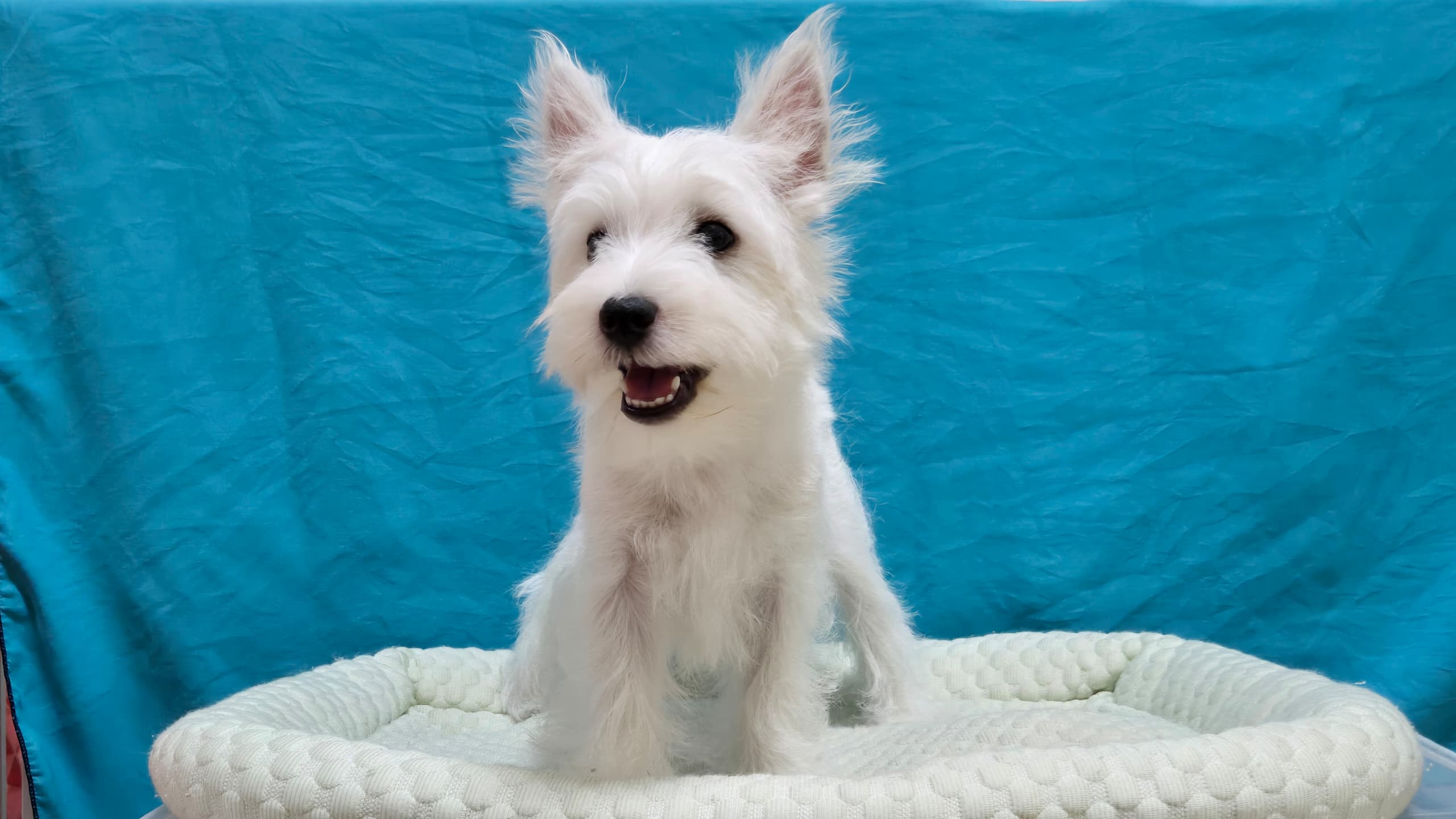 West highland terrier （西高地梗犬） Dog 2