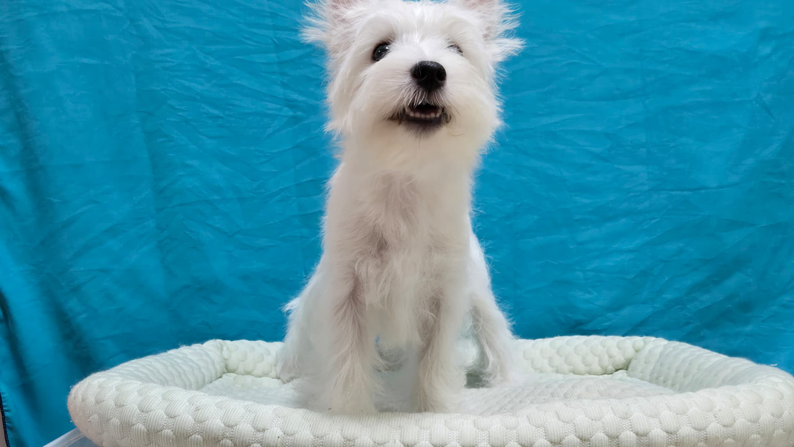 West highland terrier （西高地梗犬） Dog 3