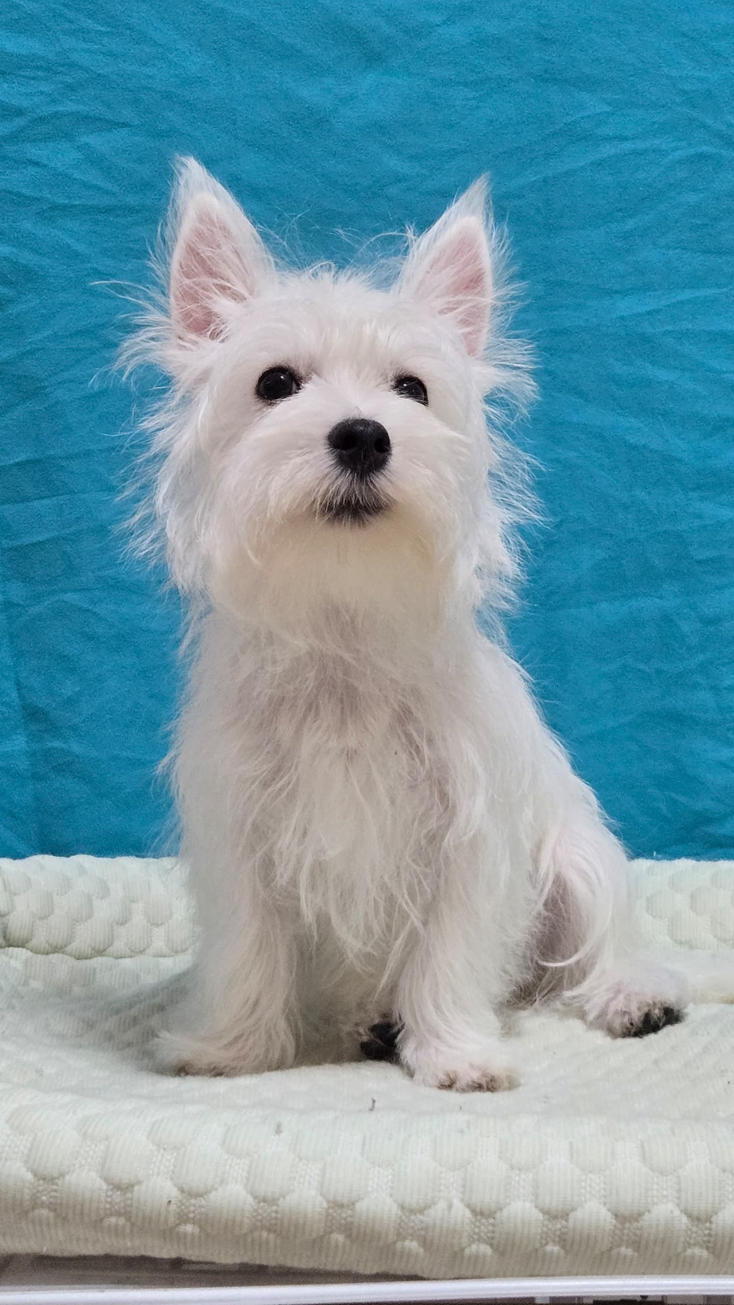 West highland terrier (西高地梗犬) Dog