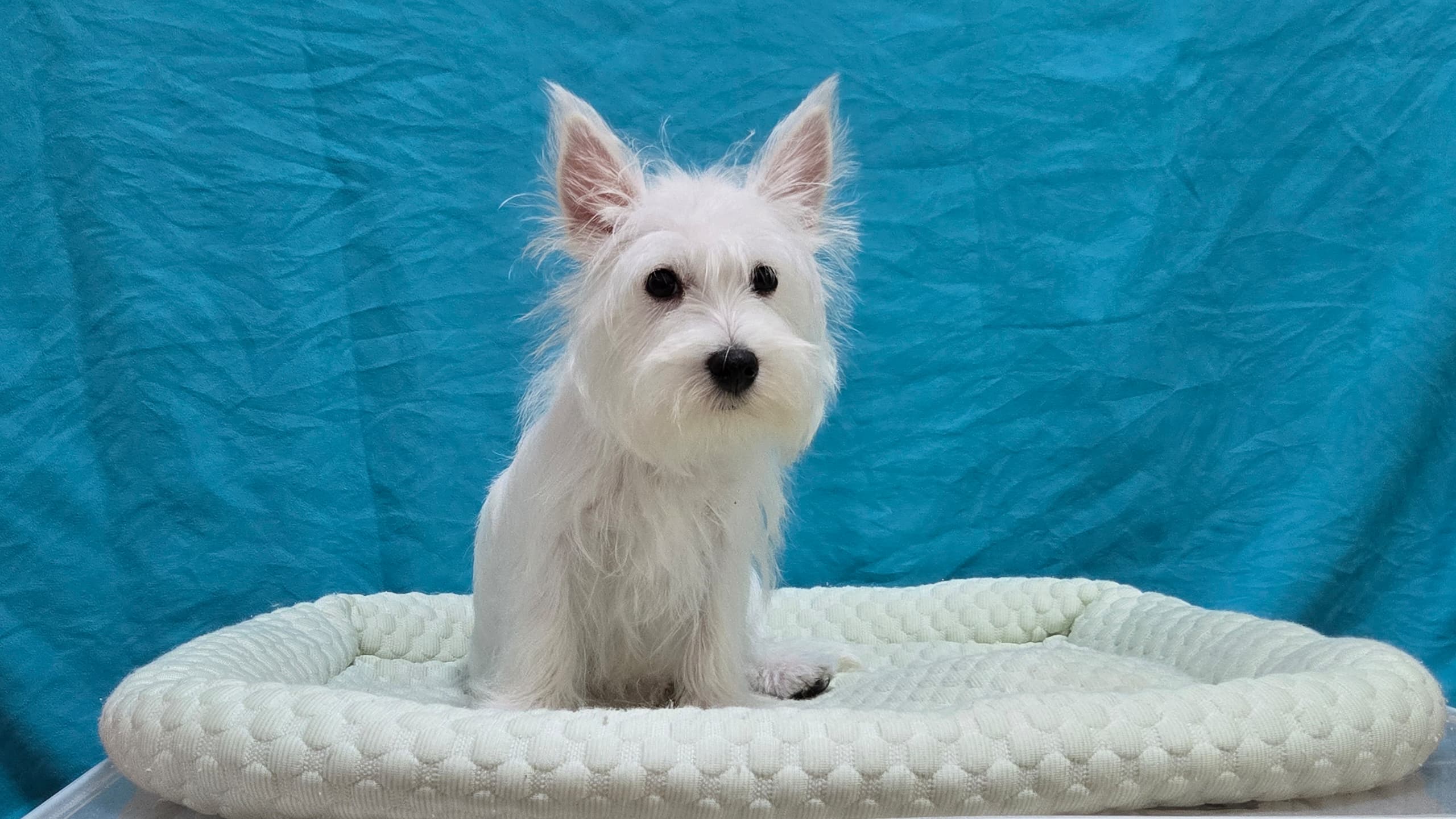 West highland terrier （西高地梗犬） Dog 4