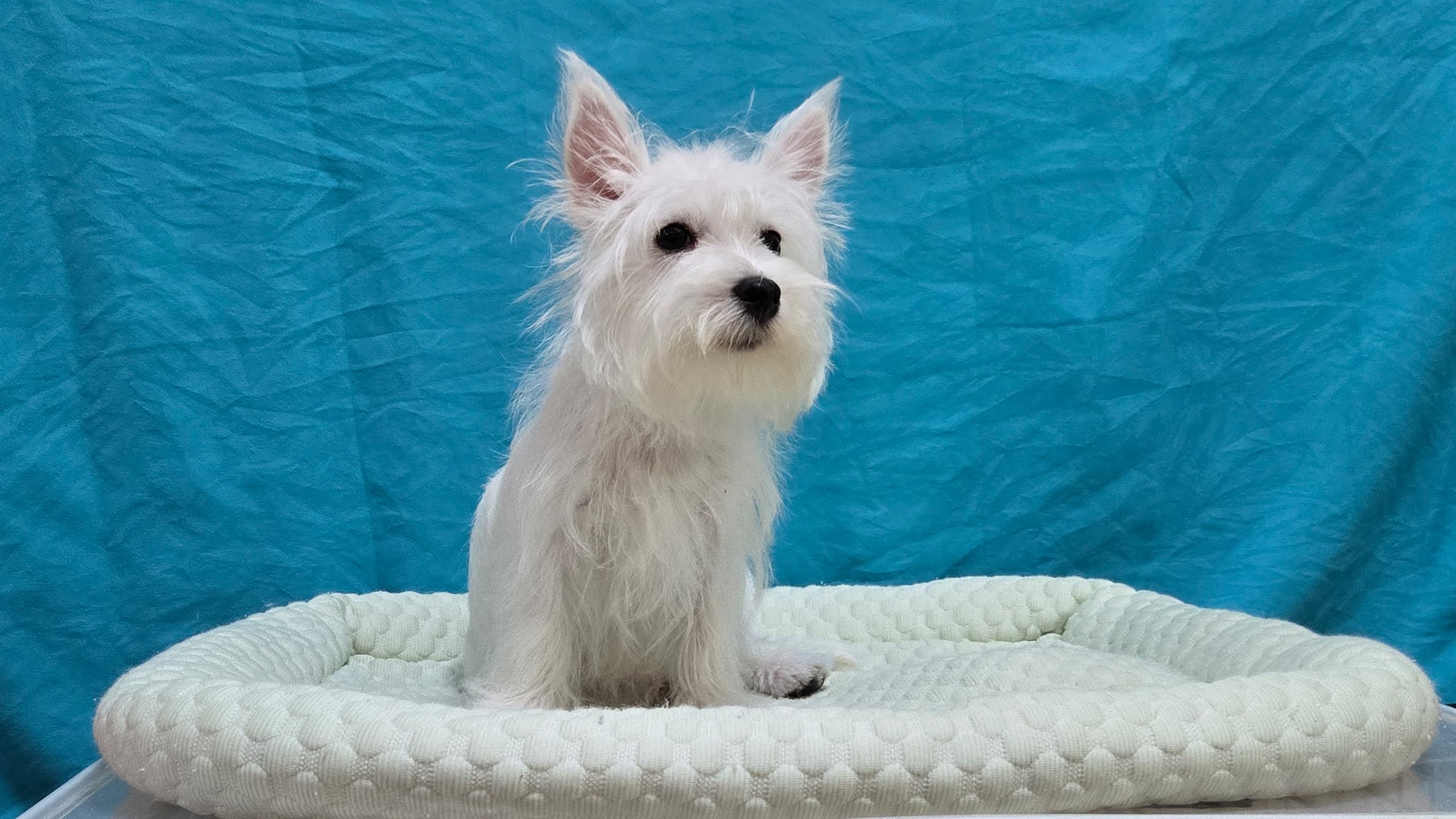 West highland terrier （西高地梗犬） Dog 5