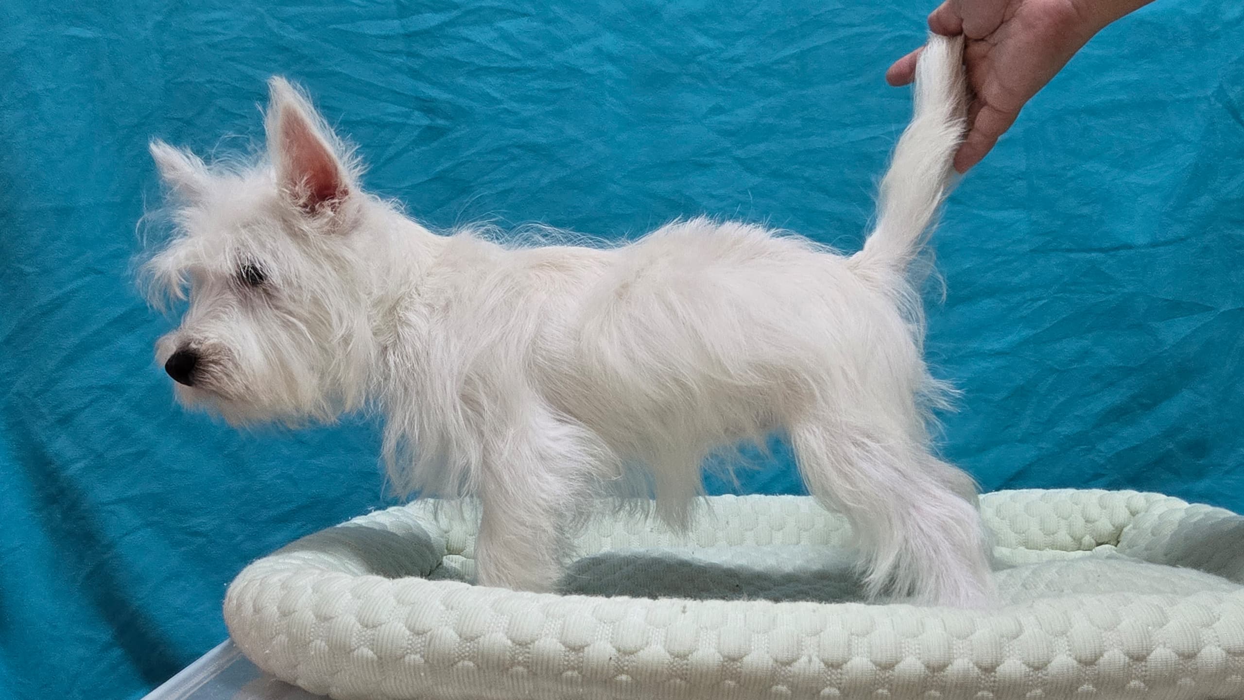 West highland terrier （西高地梗犬） Dog 2