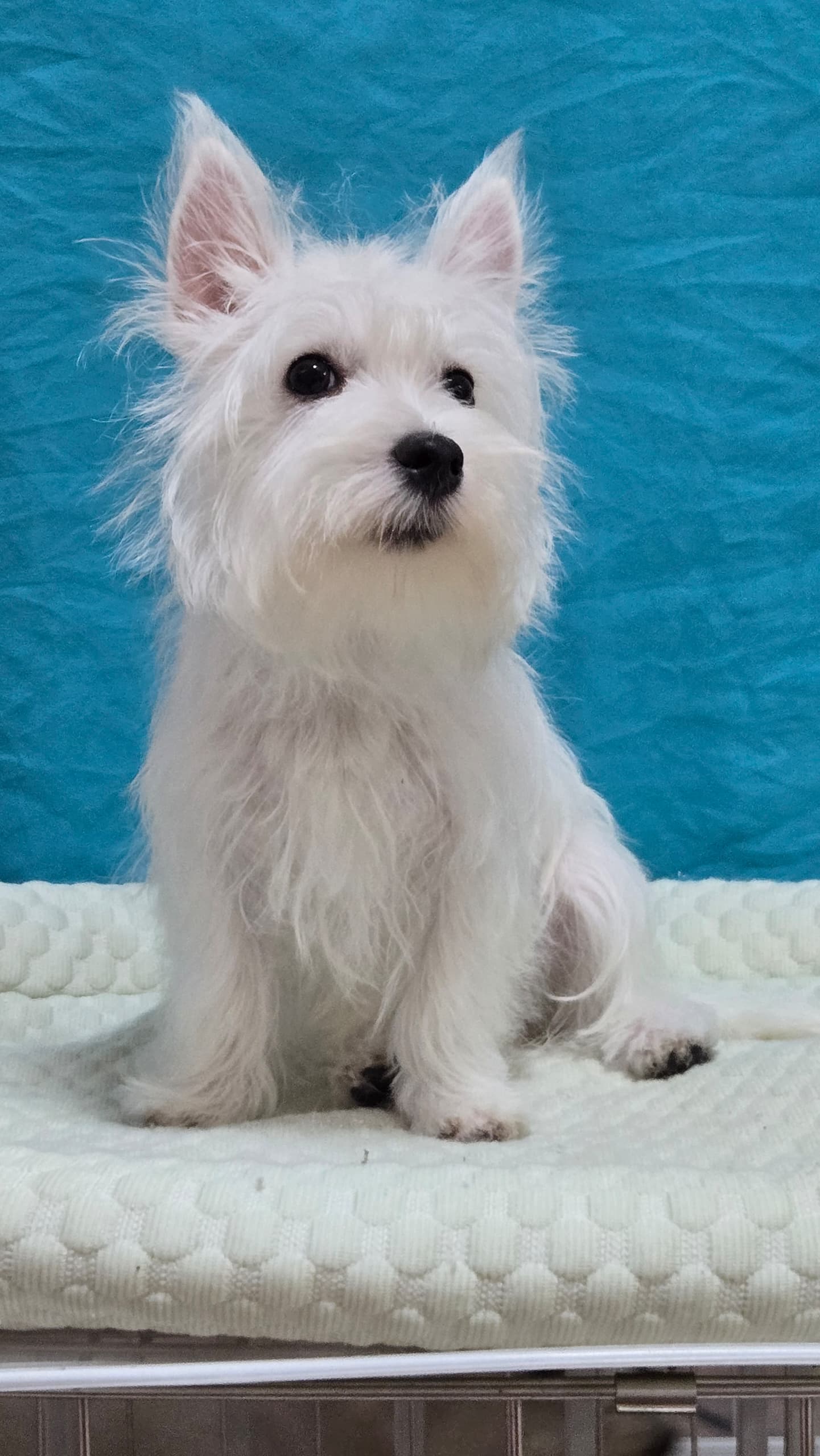 West highland terrier （西高地梗犬） Dog 3