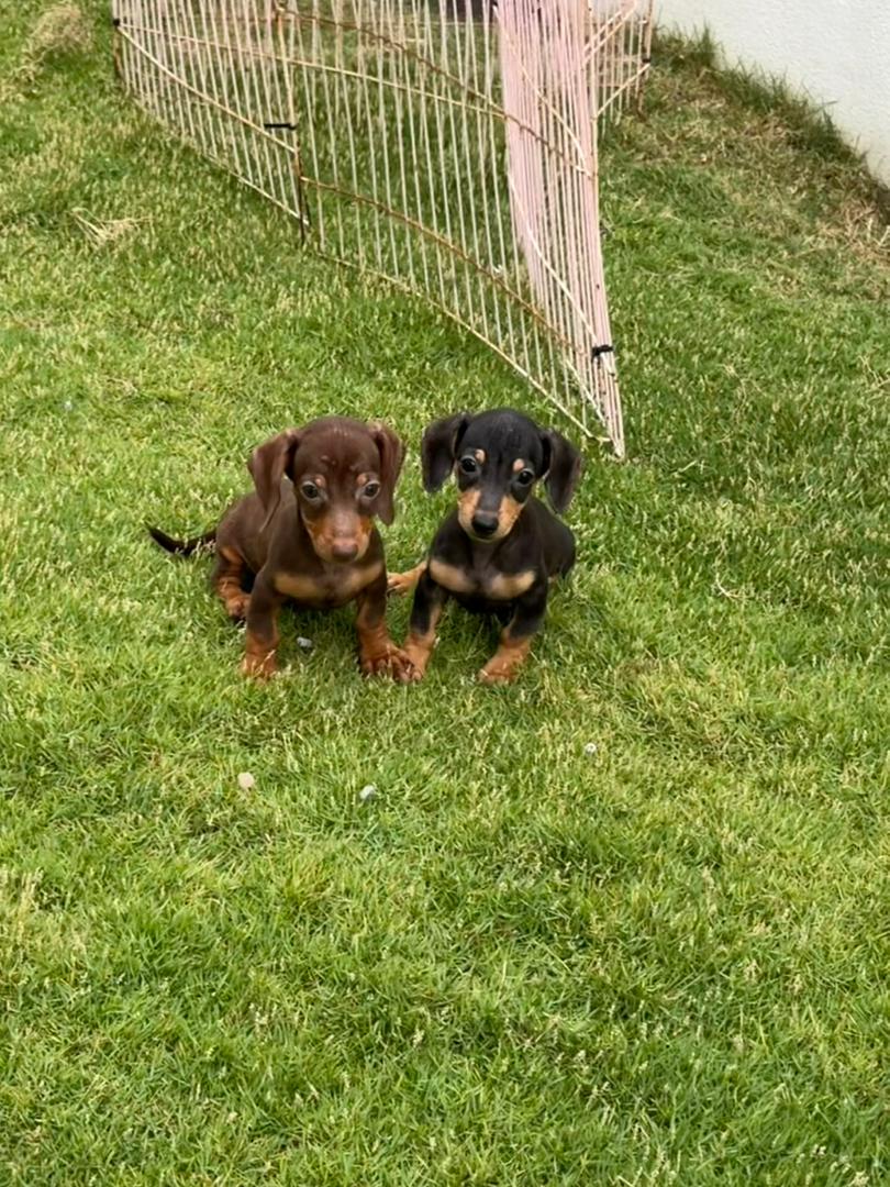 Dachshund short hair (短毛腊肠犬) Dog