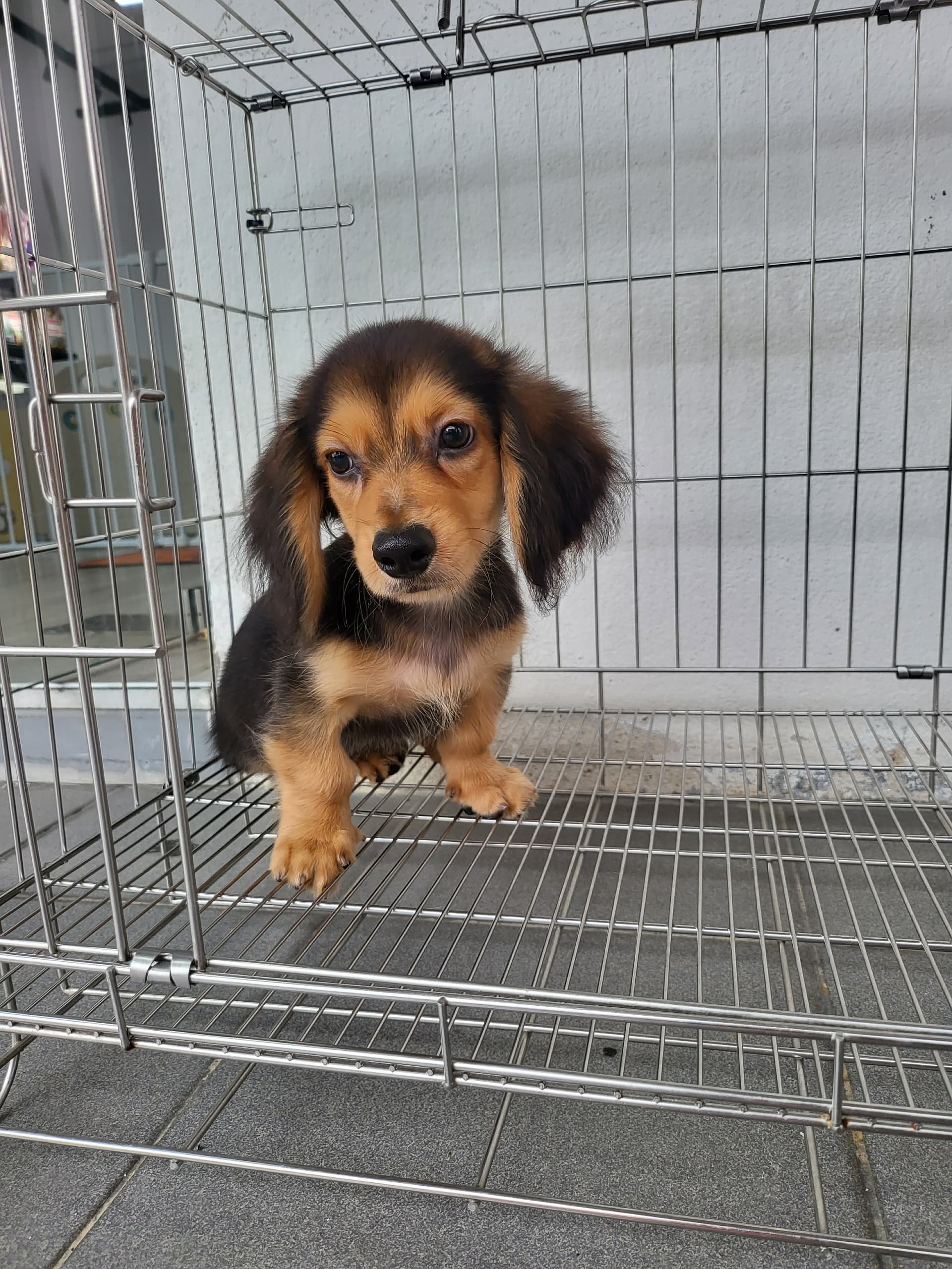 Dachshund Long Hair (长毛腊肠犬) Dog