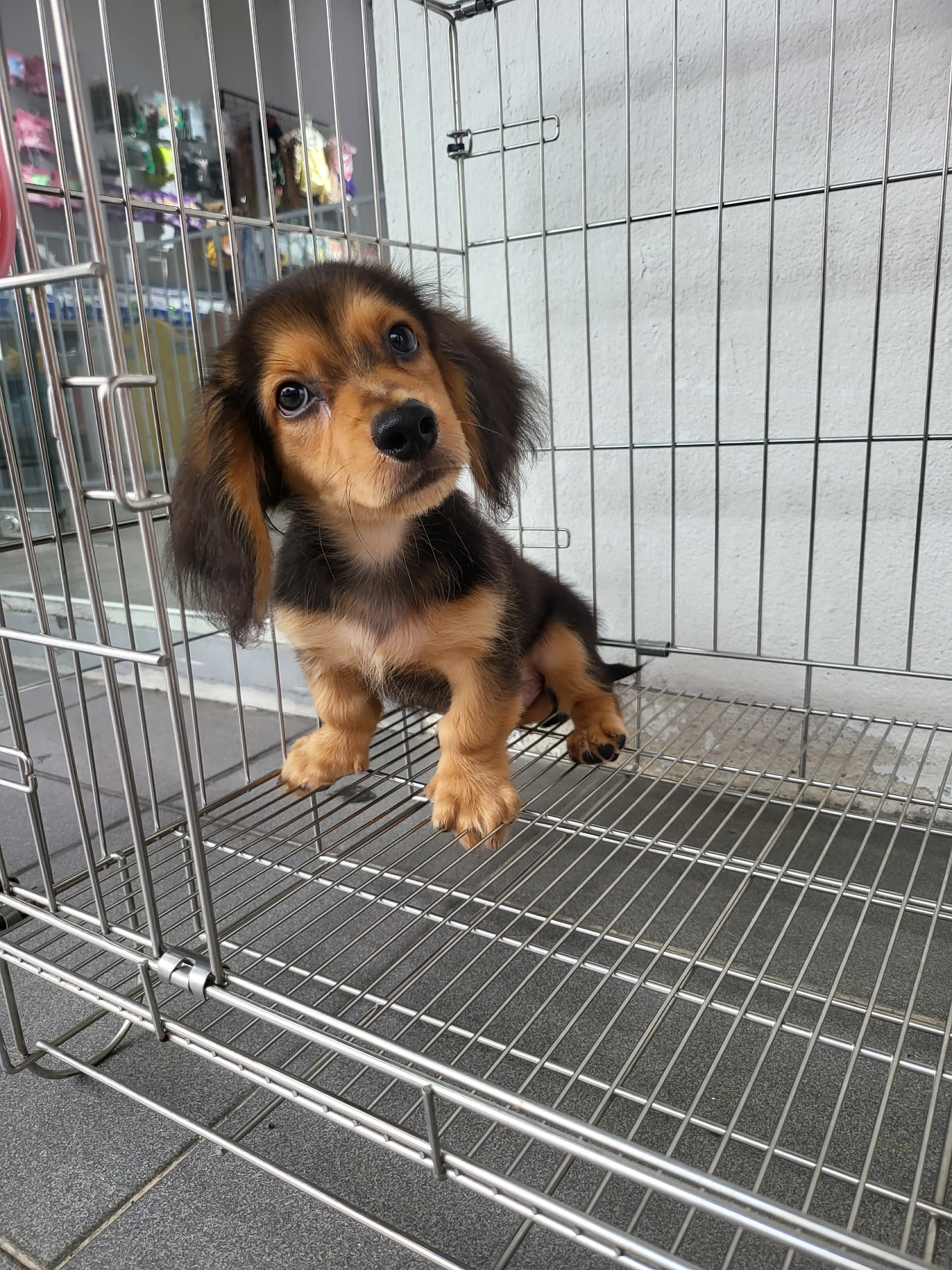 Dachshund Long Hair （长毛腊肠犬） Dog 4