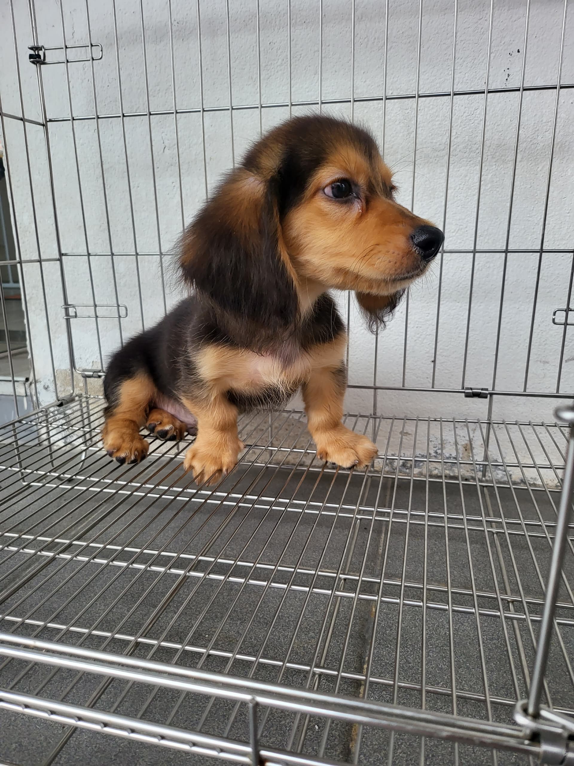 Dachshund Long Hair （长毛腊肠犬） Dog 6