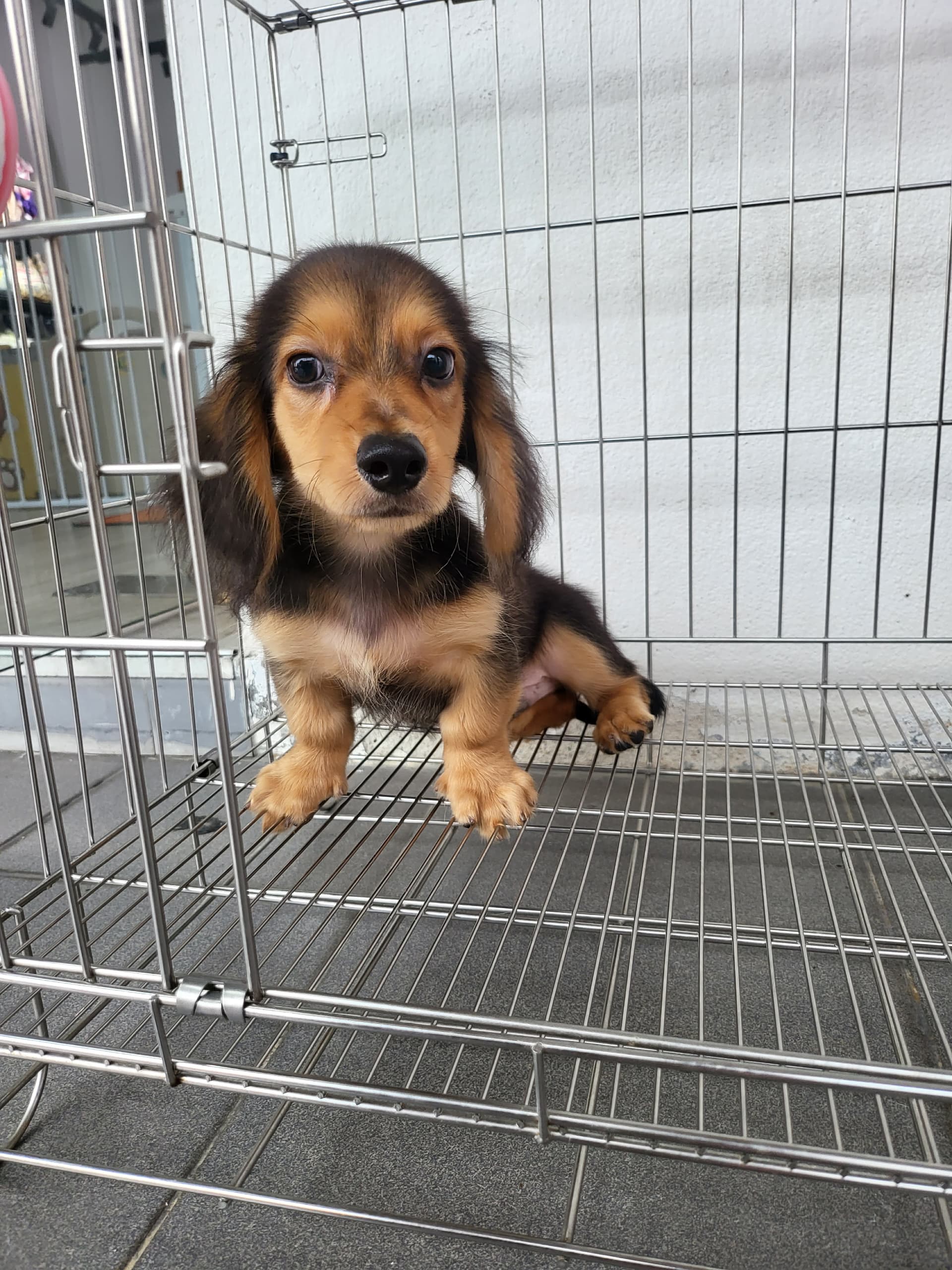 Dachshund Long Hair （长毛腊肠犬） Dog 2