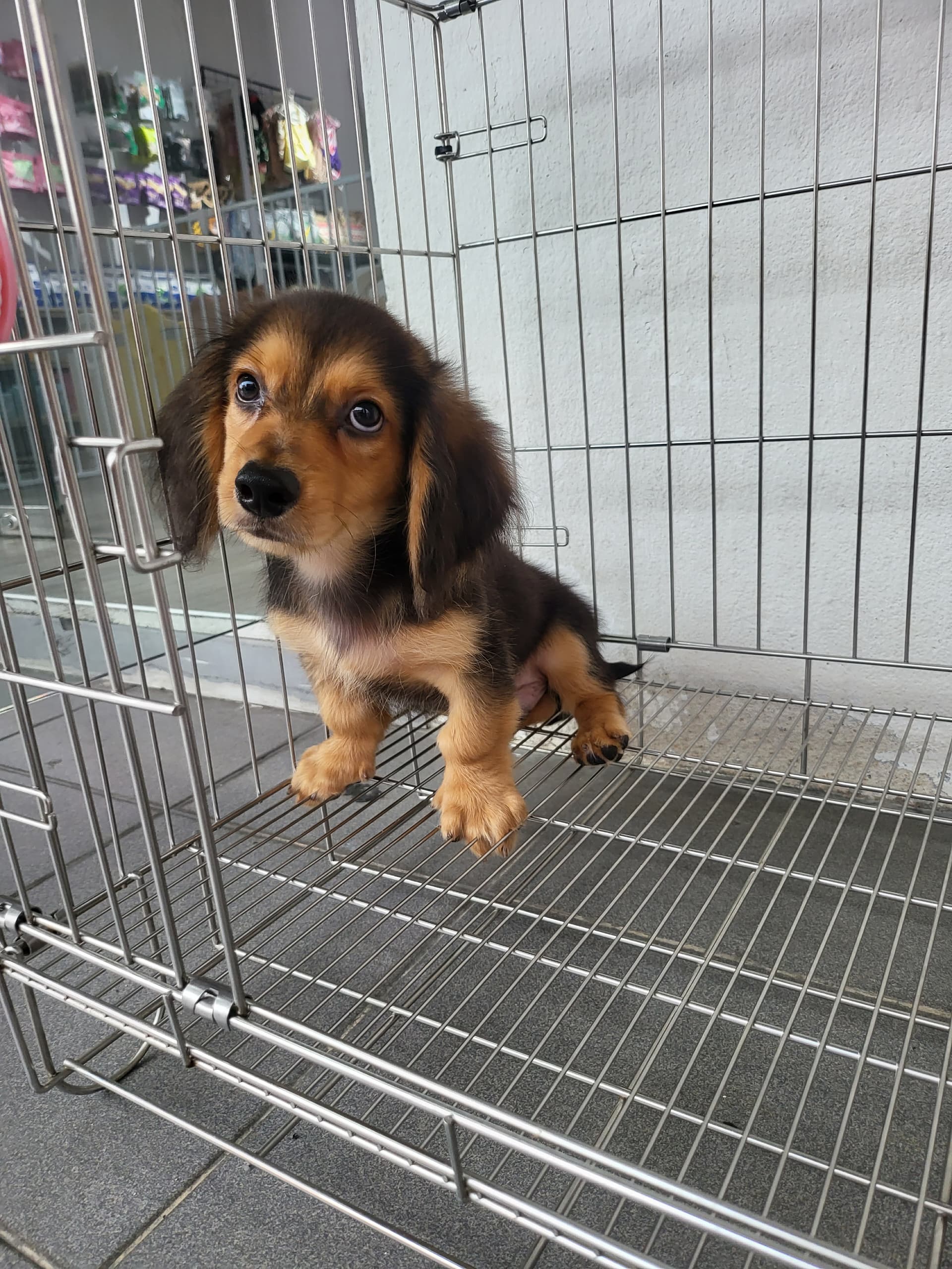 Dachshund Long Hair （长毛腊肠犬） Dog 5