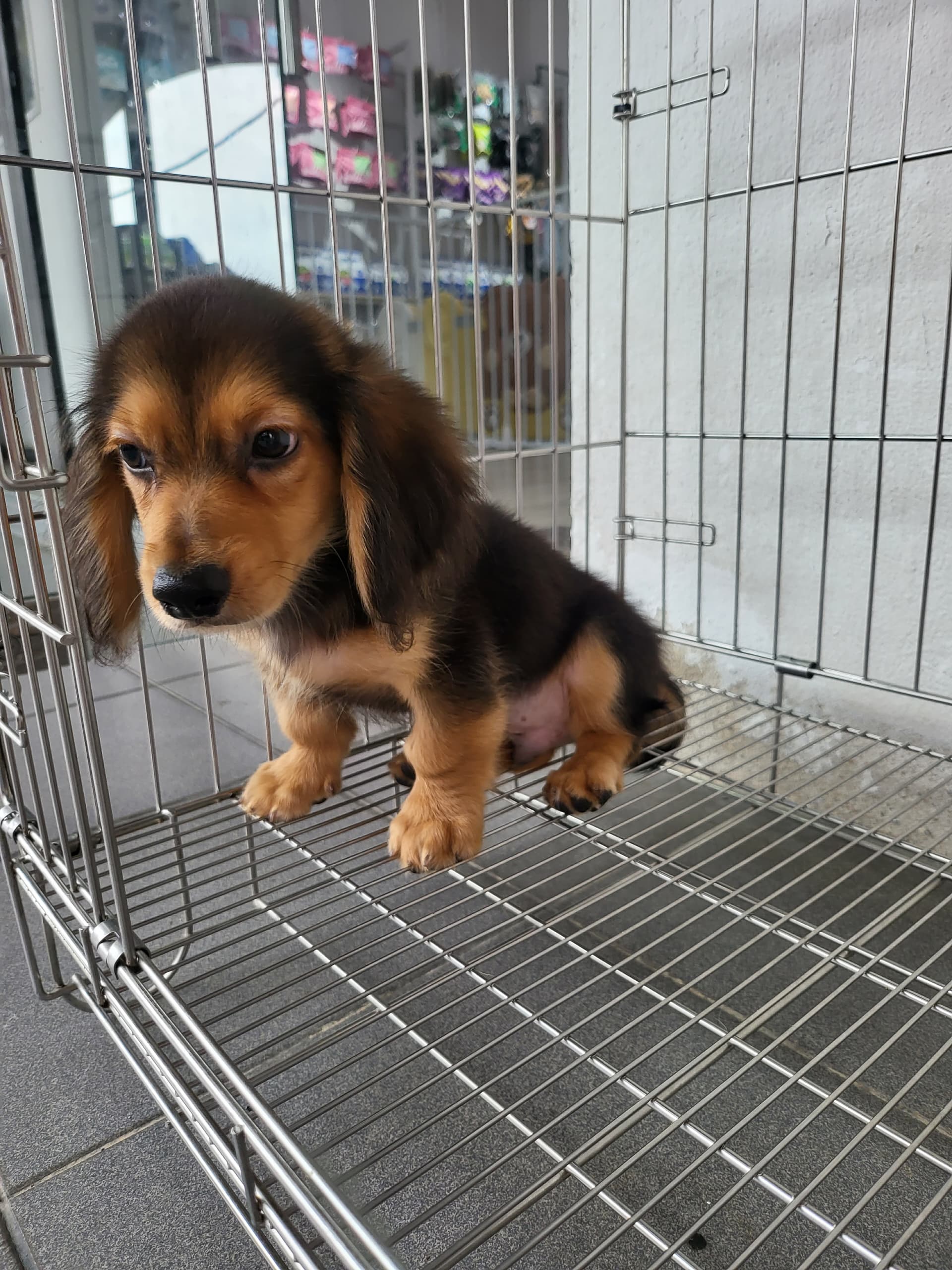 Dachshund Long Hair （长毛腊肠犬） Dog 3
