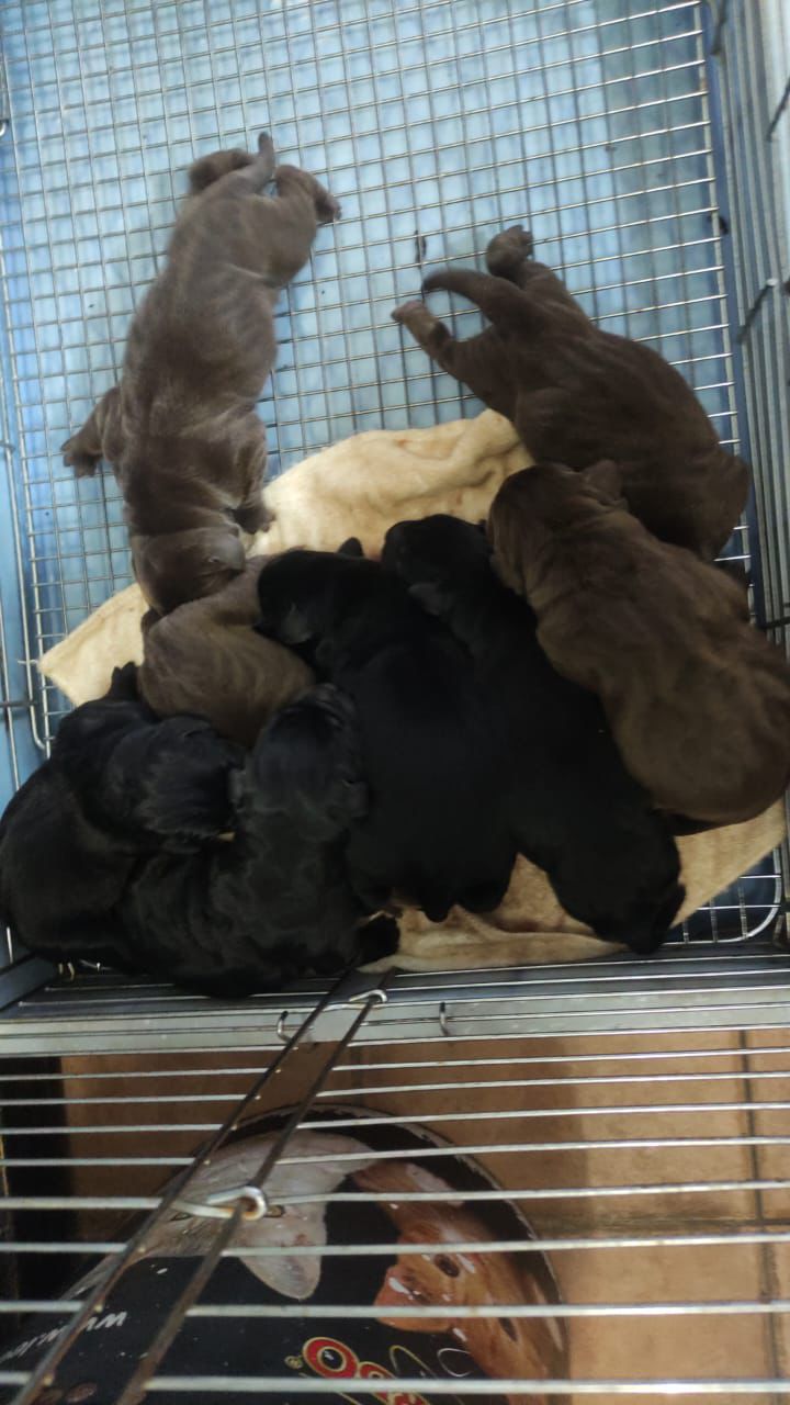 Labrador Retriever(拉布拉多寻回犬) Dog