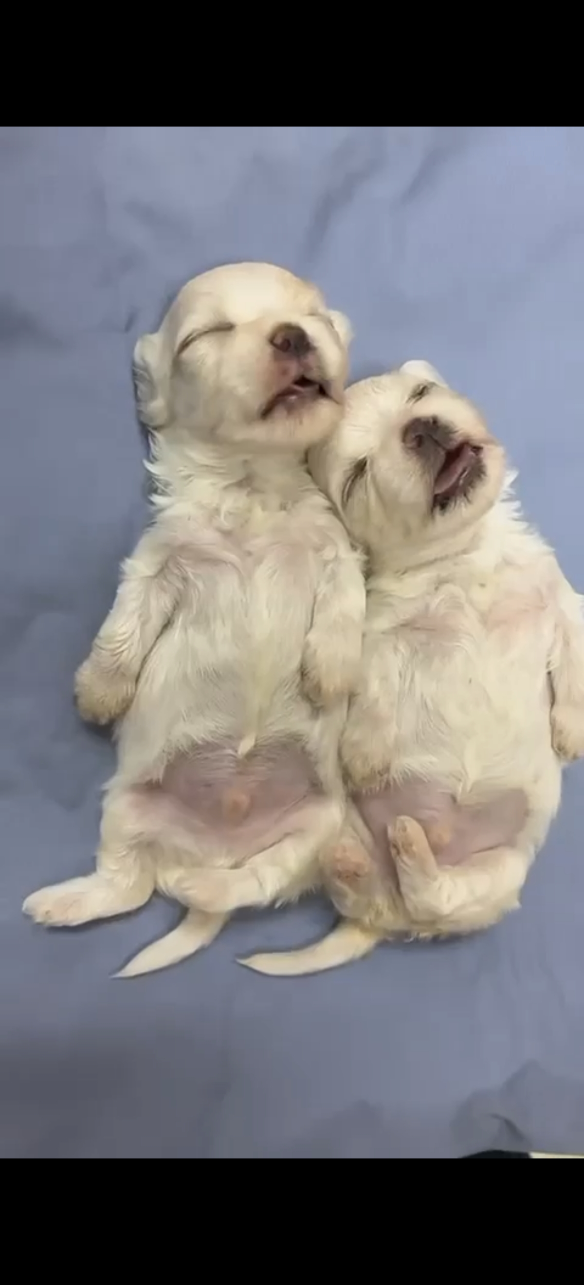 Maltese(马尔济斯) Dog