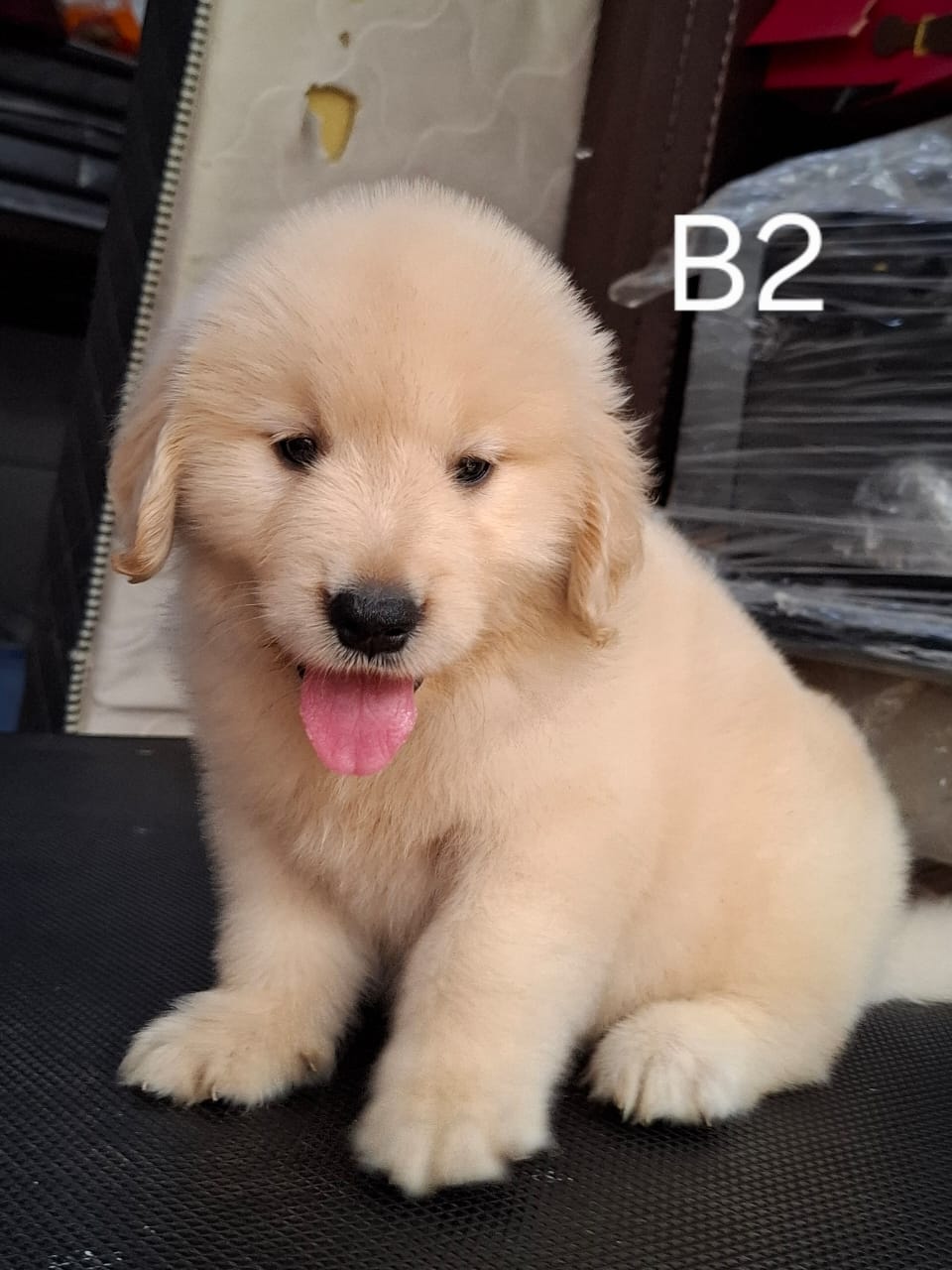 Golden Retriever(金毛寻回犬) Dog