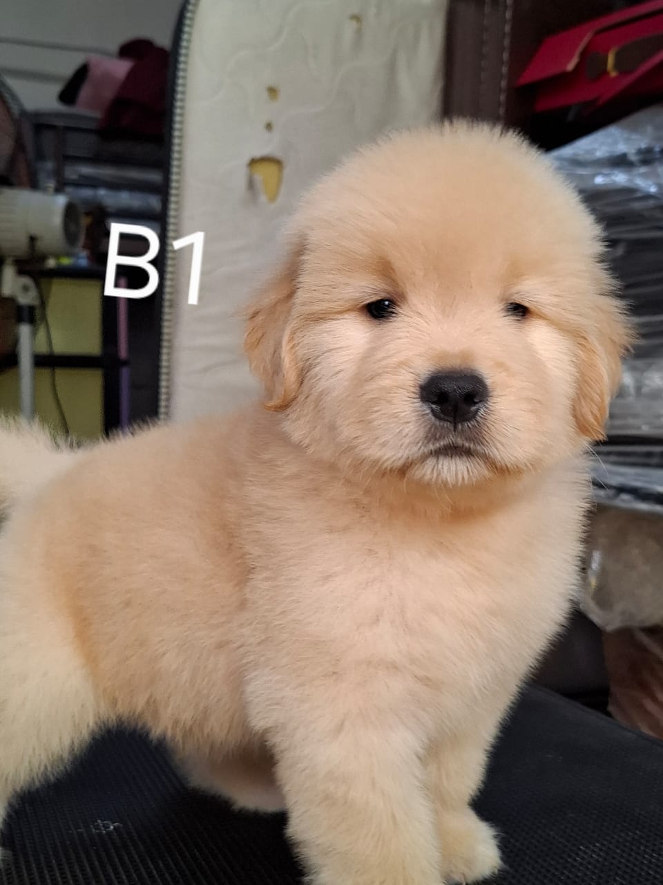 Golden Retriever(金毛寻回犬) Dog 2