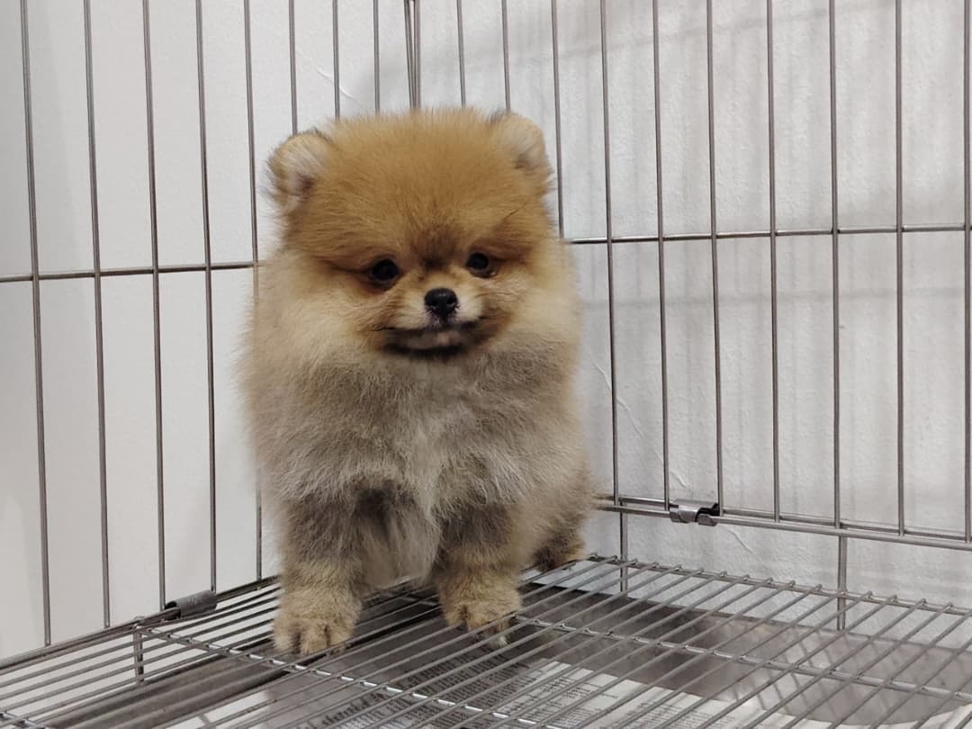 Pomeranian（博美犬） Dog 3
