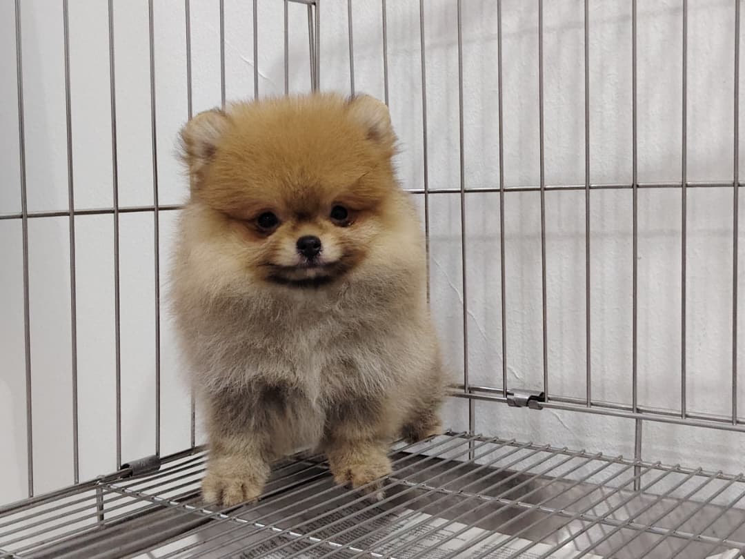 Pomeranian（博美犬） Dog 5