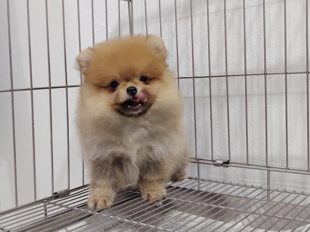 Pomeranian(博美犬) Dog