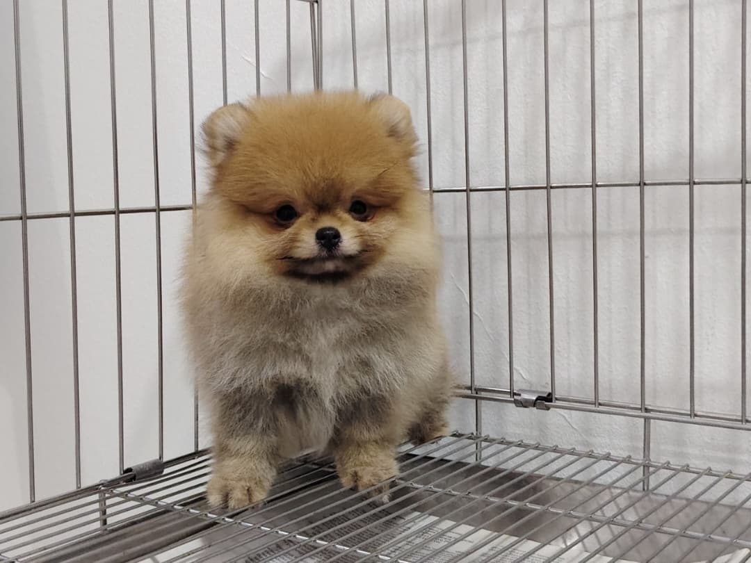 Pomeranian（博美犬） Dog 4