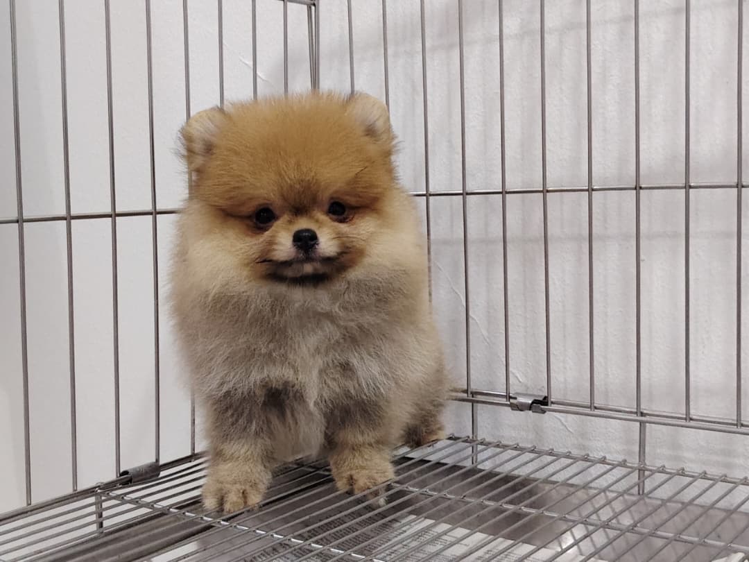 Pomeranian（博美犬） Dog 2