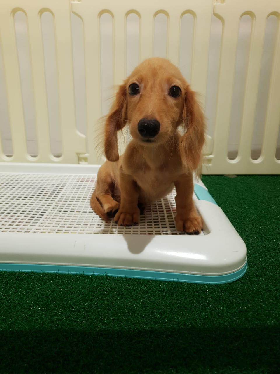 Dachshund Long Hair （长毛腊肠犬） Dog 2