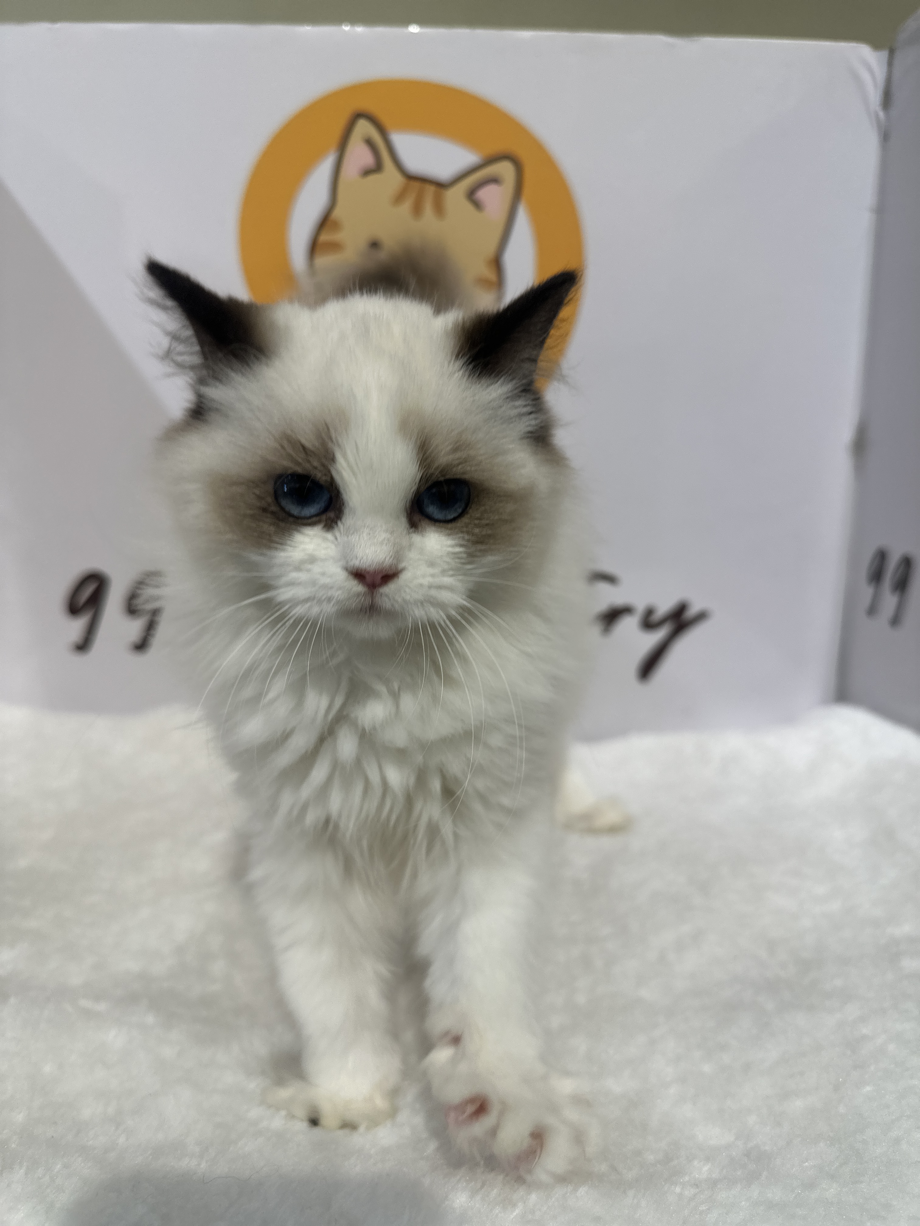 Ragdoll（布偶猫） Cat 4