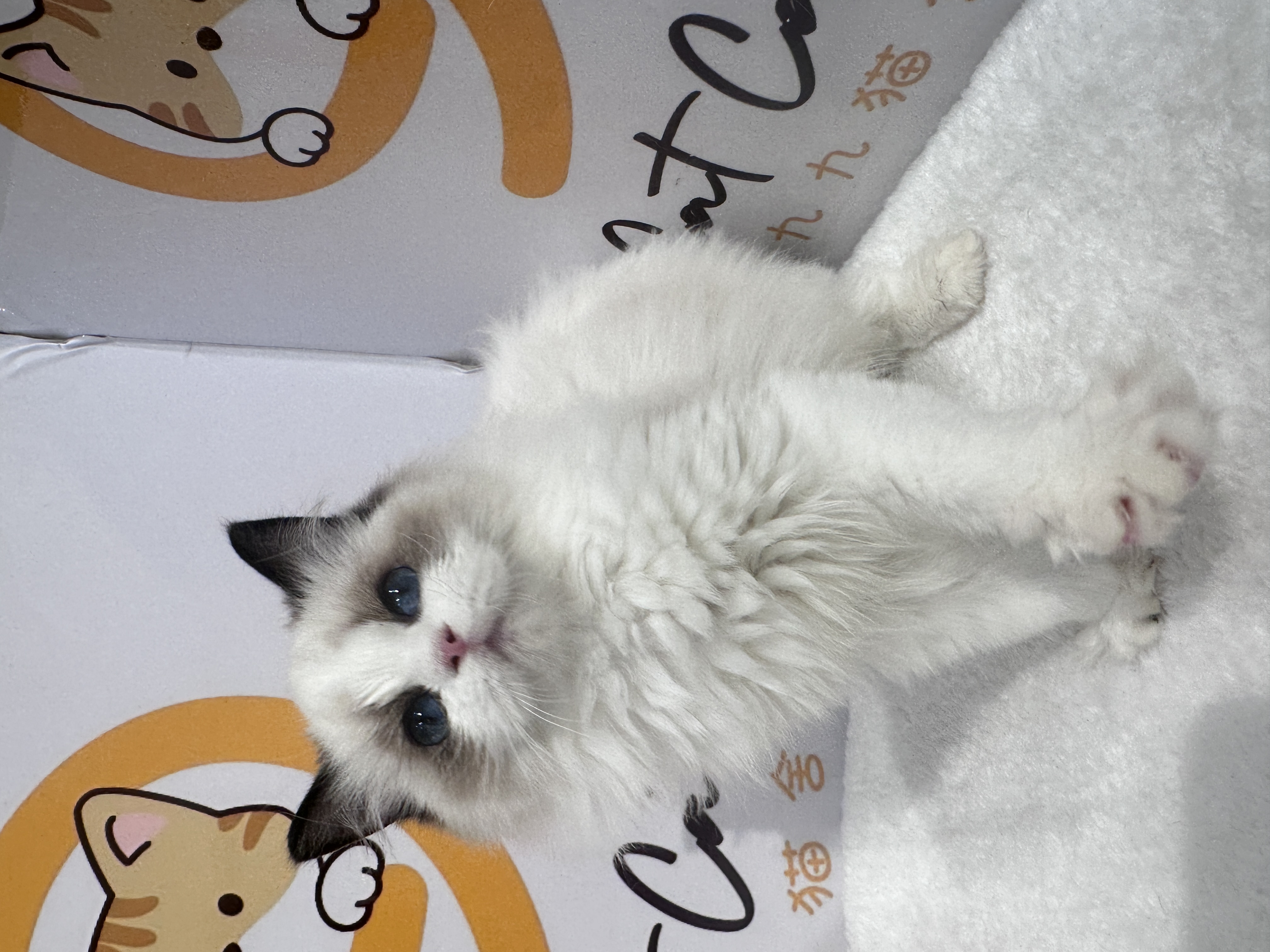 Ragdoll（布偶猫） Cat 5