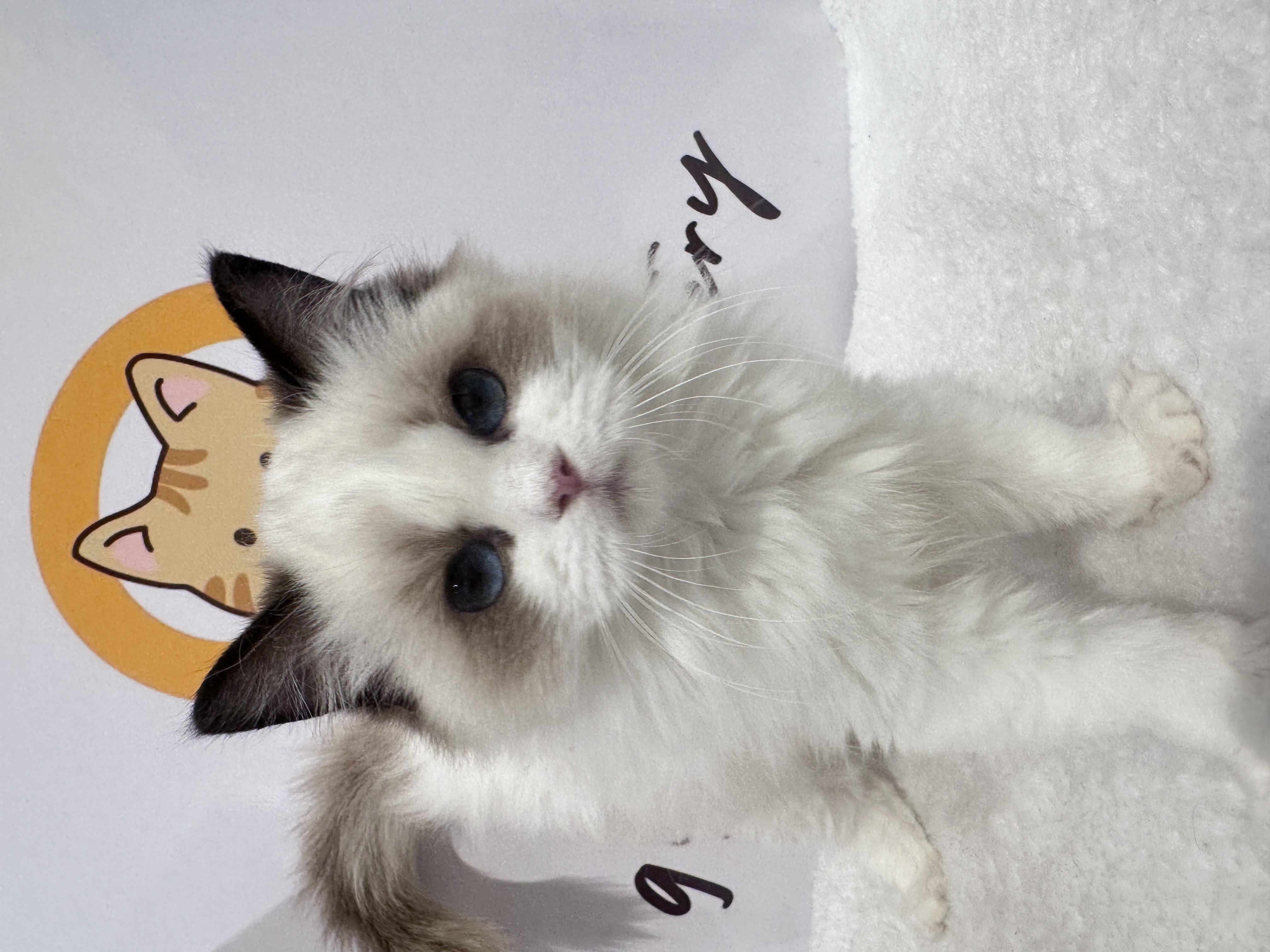 Ragdoll（布偶猫） Cat 7