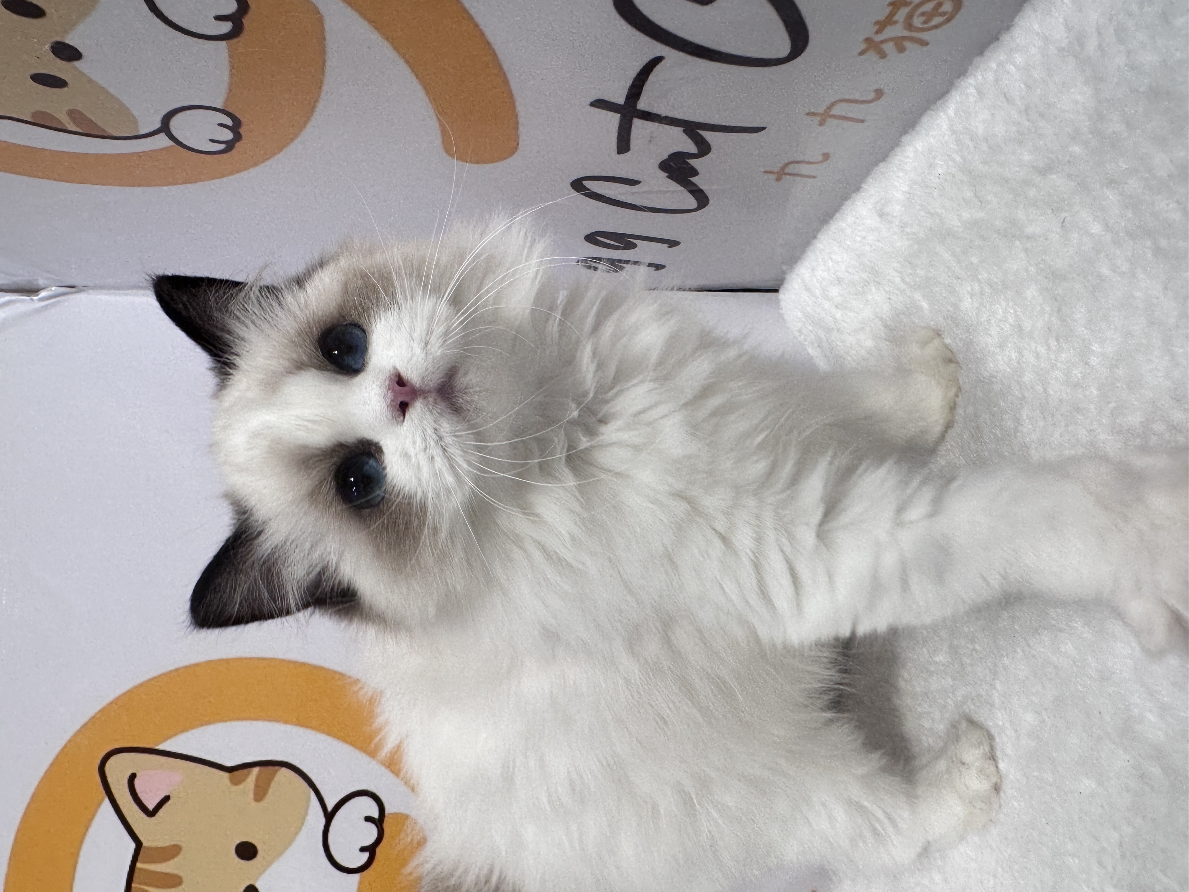 Ragdoll（布偶猫） Cat 6