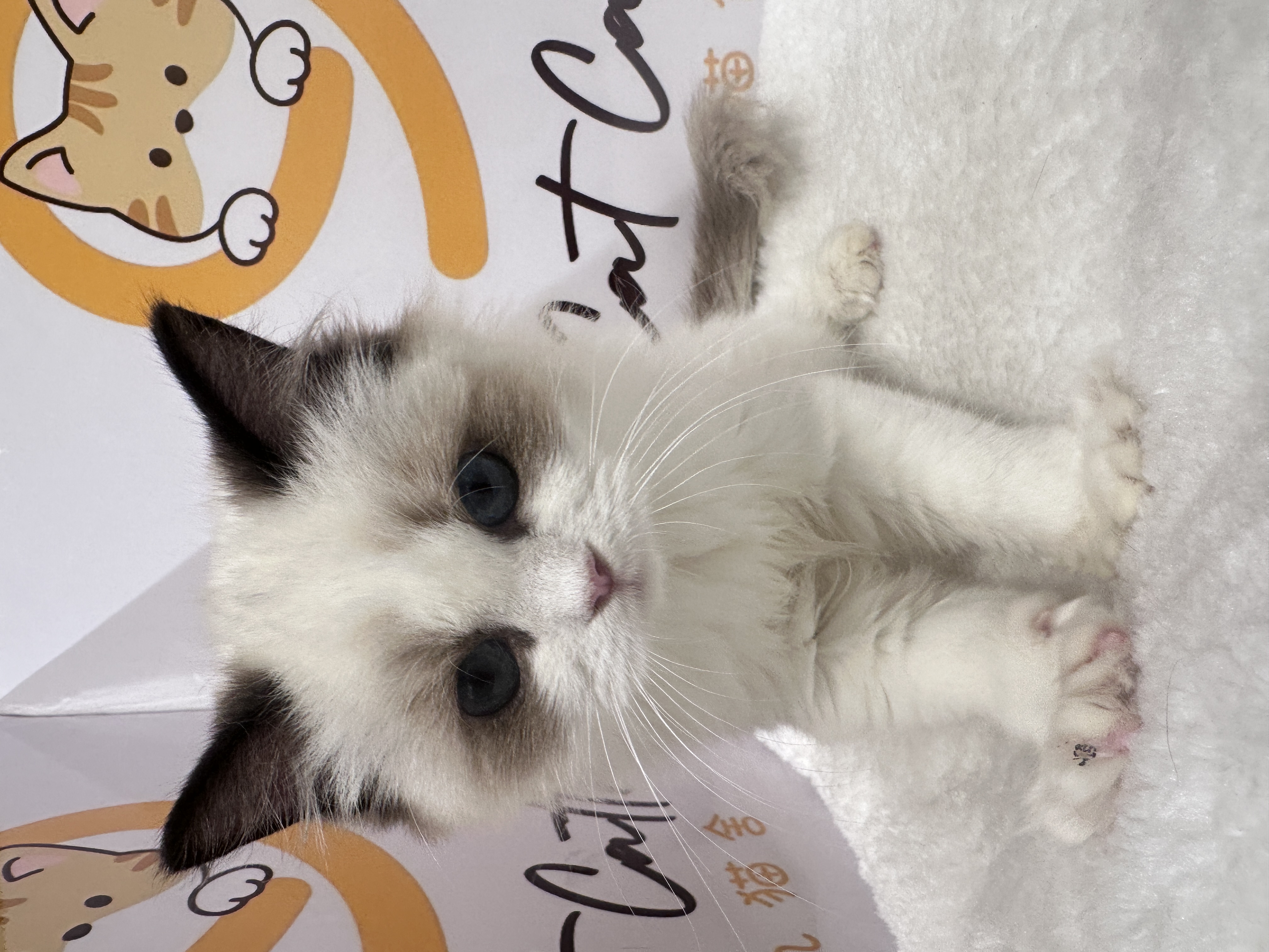 Ragdoll（布偶猫） Cat 3