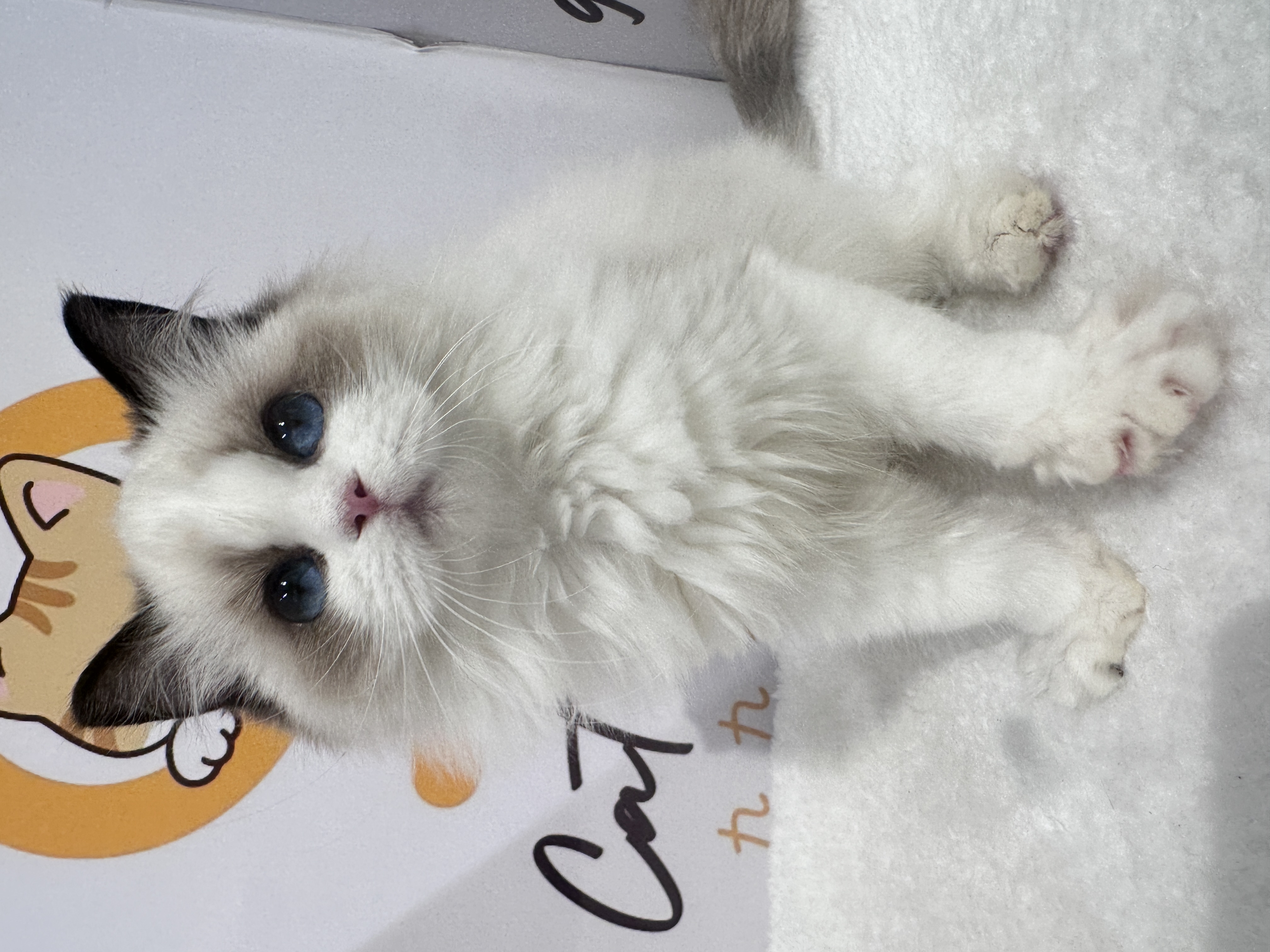 Ragdoll（布偶猫） Cat 2