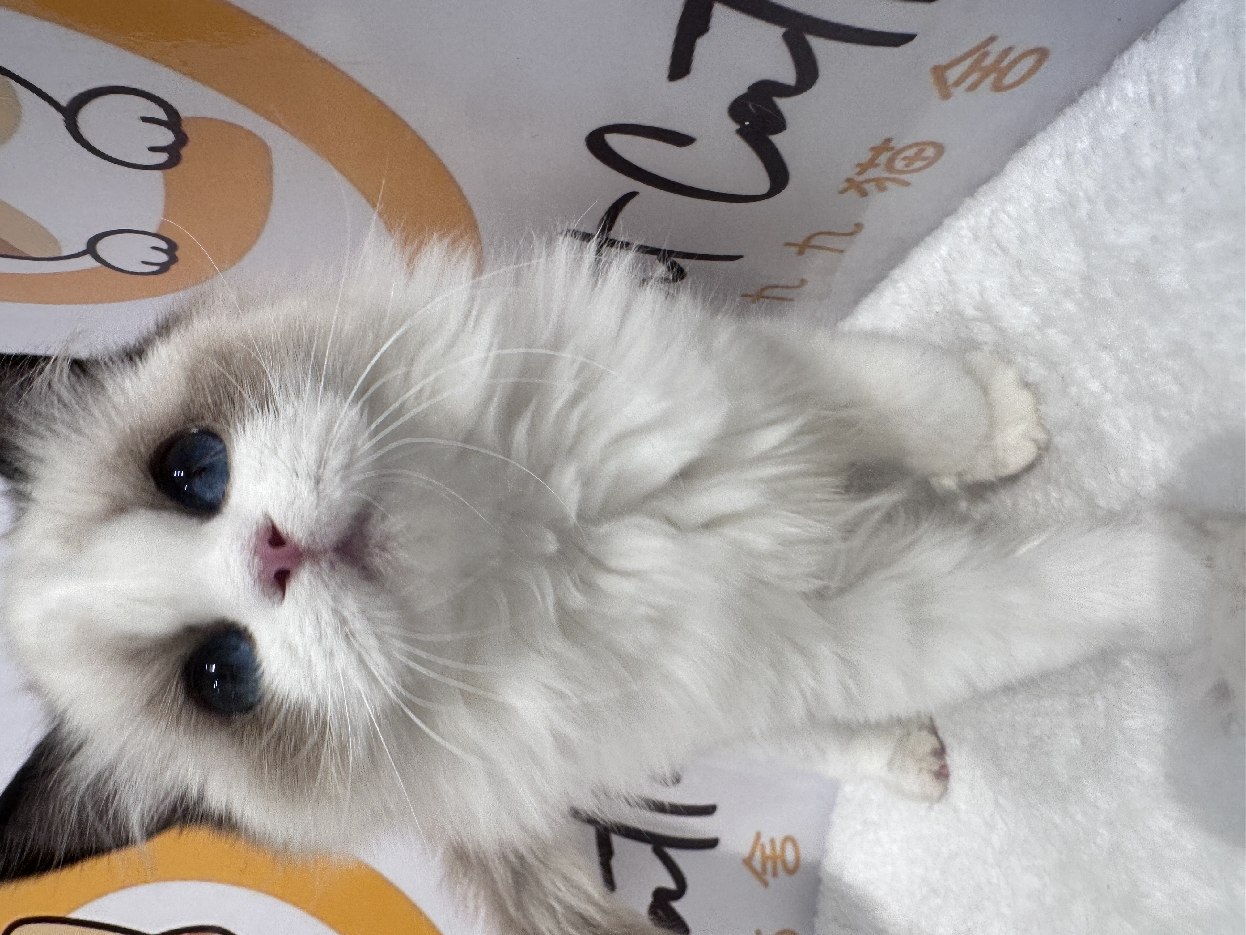 Ragdoll（布偶猫） Cat 8
