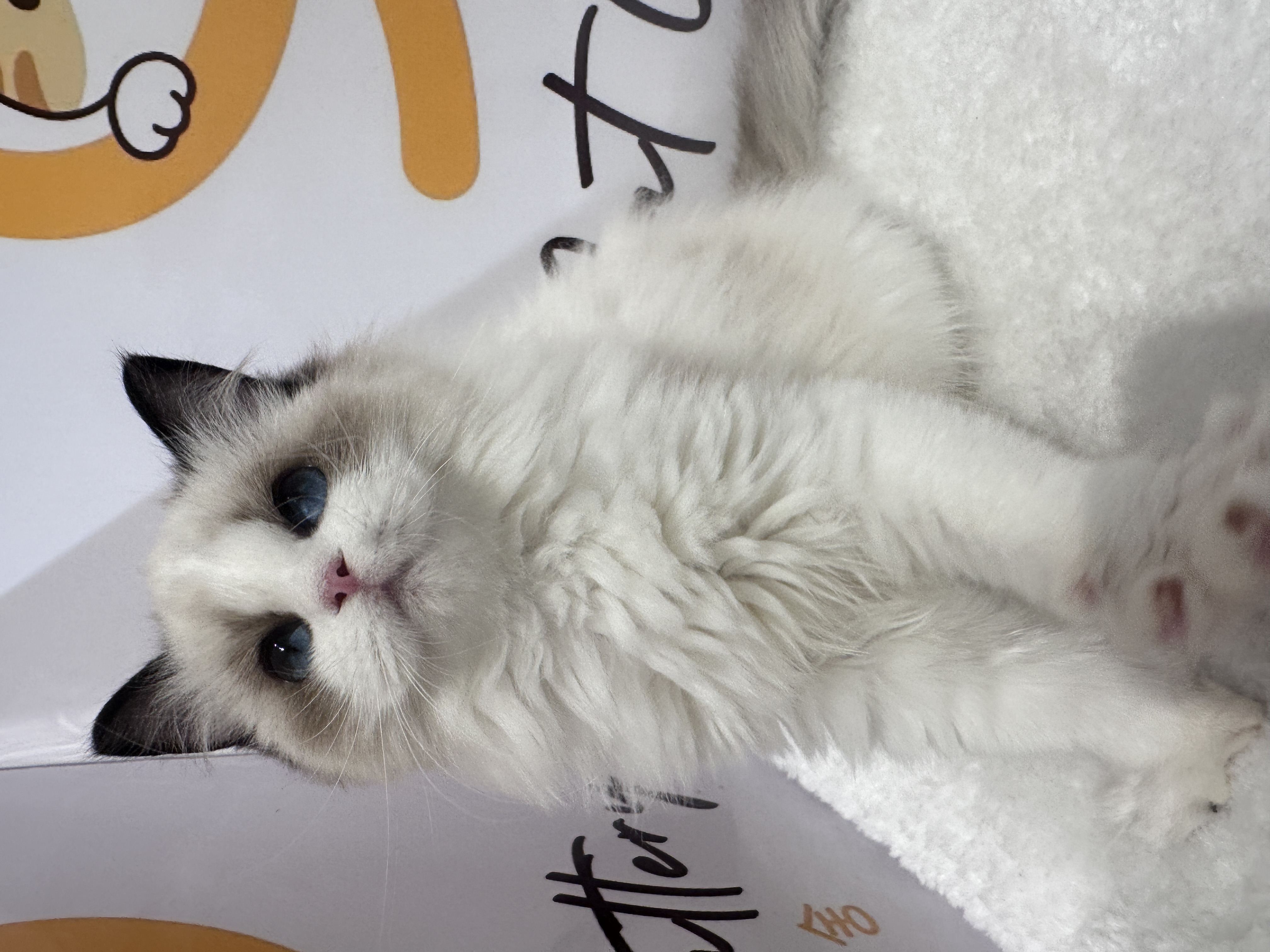 Ragdoll（布偶猫） Cat 9
