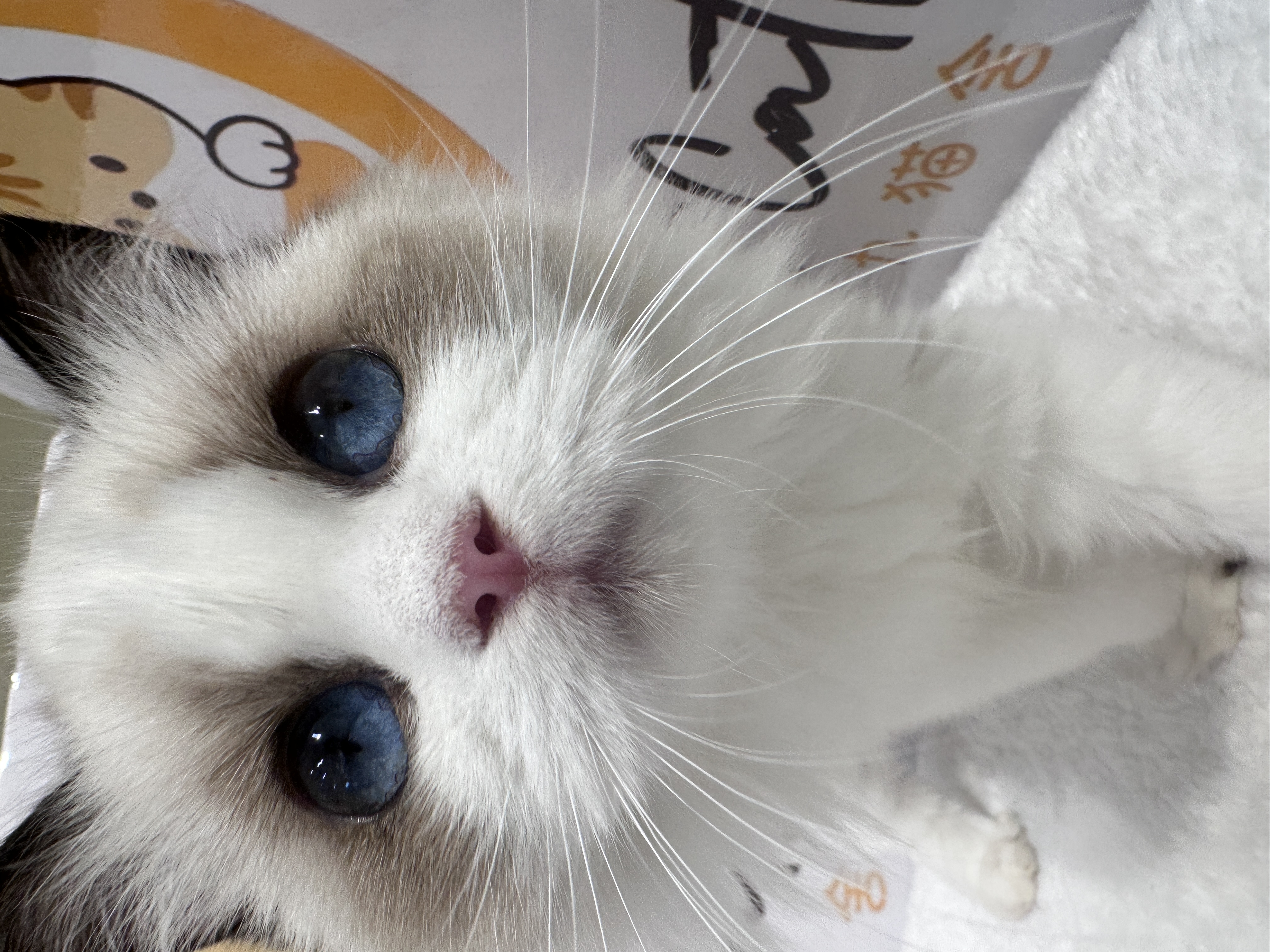 Ragdoll（布偶猫） Cat 10